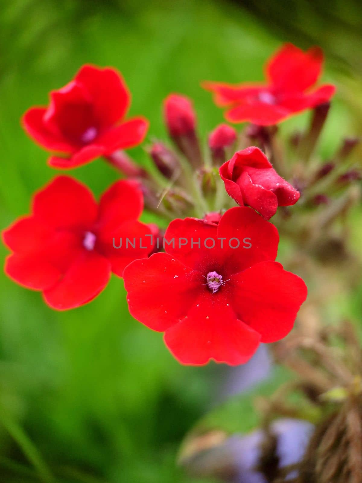 Red verbena bloomed on a summer day against the background of grass by Mastak80