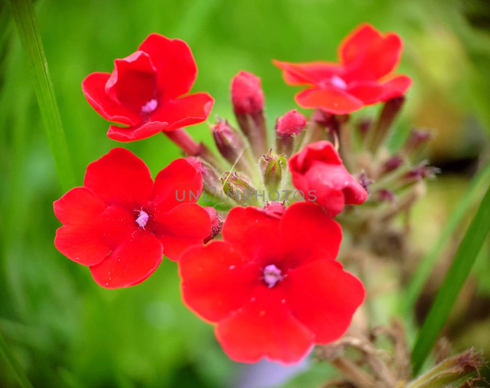 Red verbena hybrid blooming in the garden.Macro photography.Texture or background.Selective background.