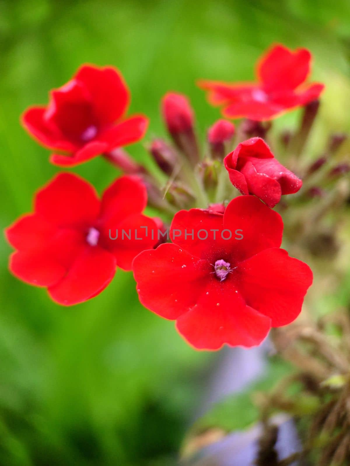 Red verbena flowers on a grass background selective focus by Mastak80