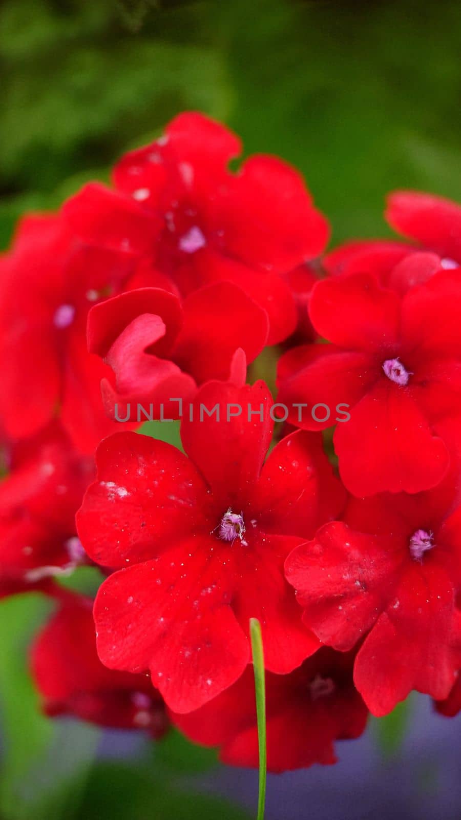 A bouquet of red verbena flowers in close-up on a summer day.Macrophotography.Texture or background.Selective background.