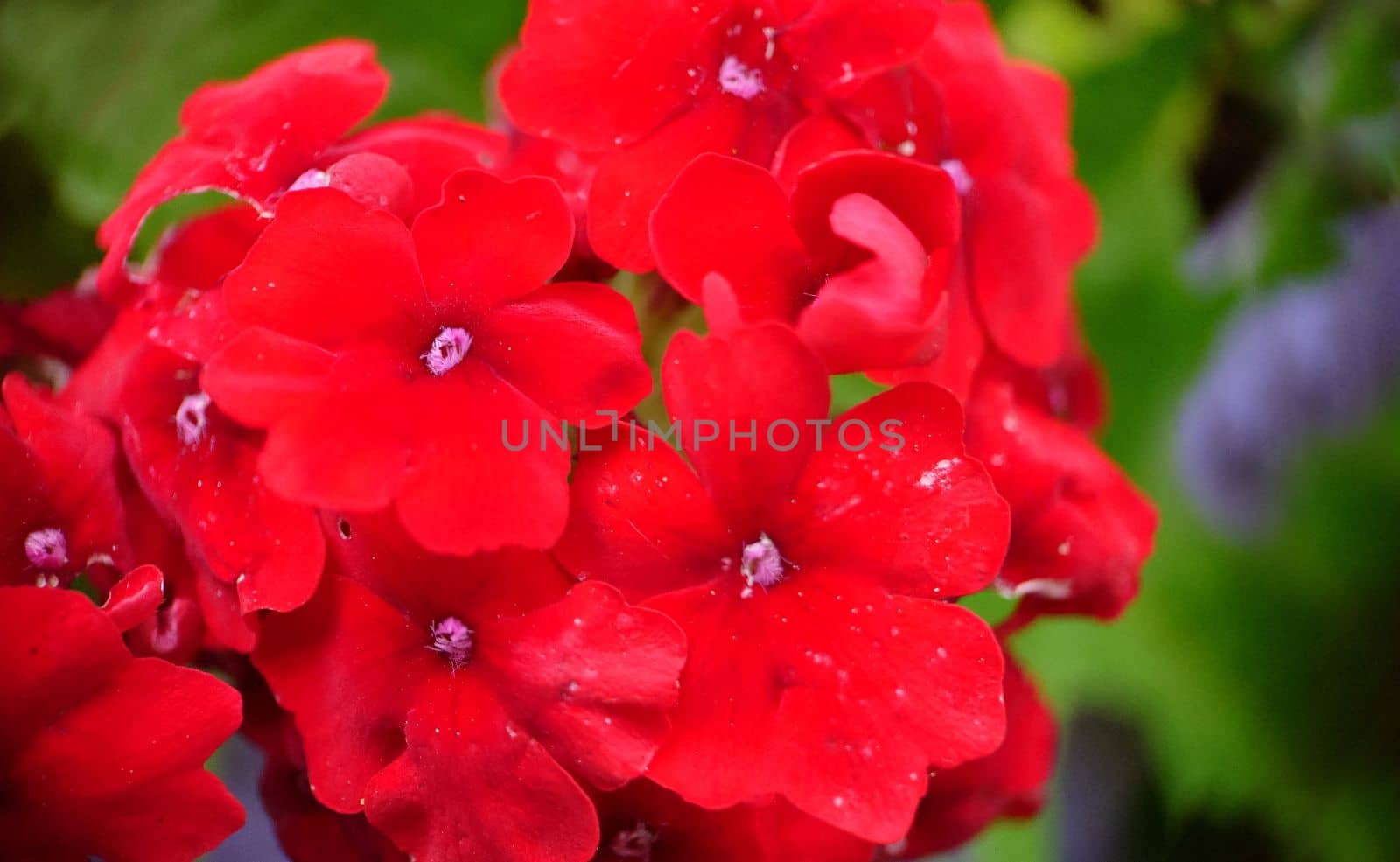 A bunch of bright red verbena flowers on a summer day by Mastak80