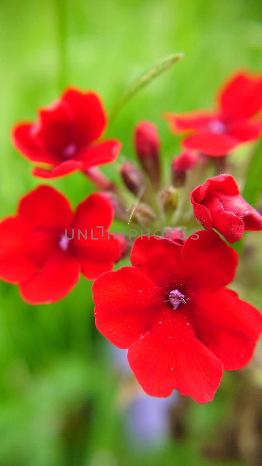 Bright red verbena flowers on a summer day on a grass background by Mastak80