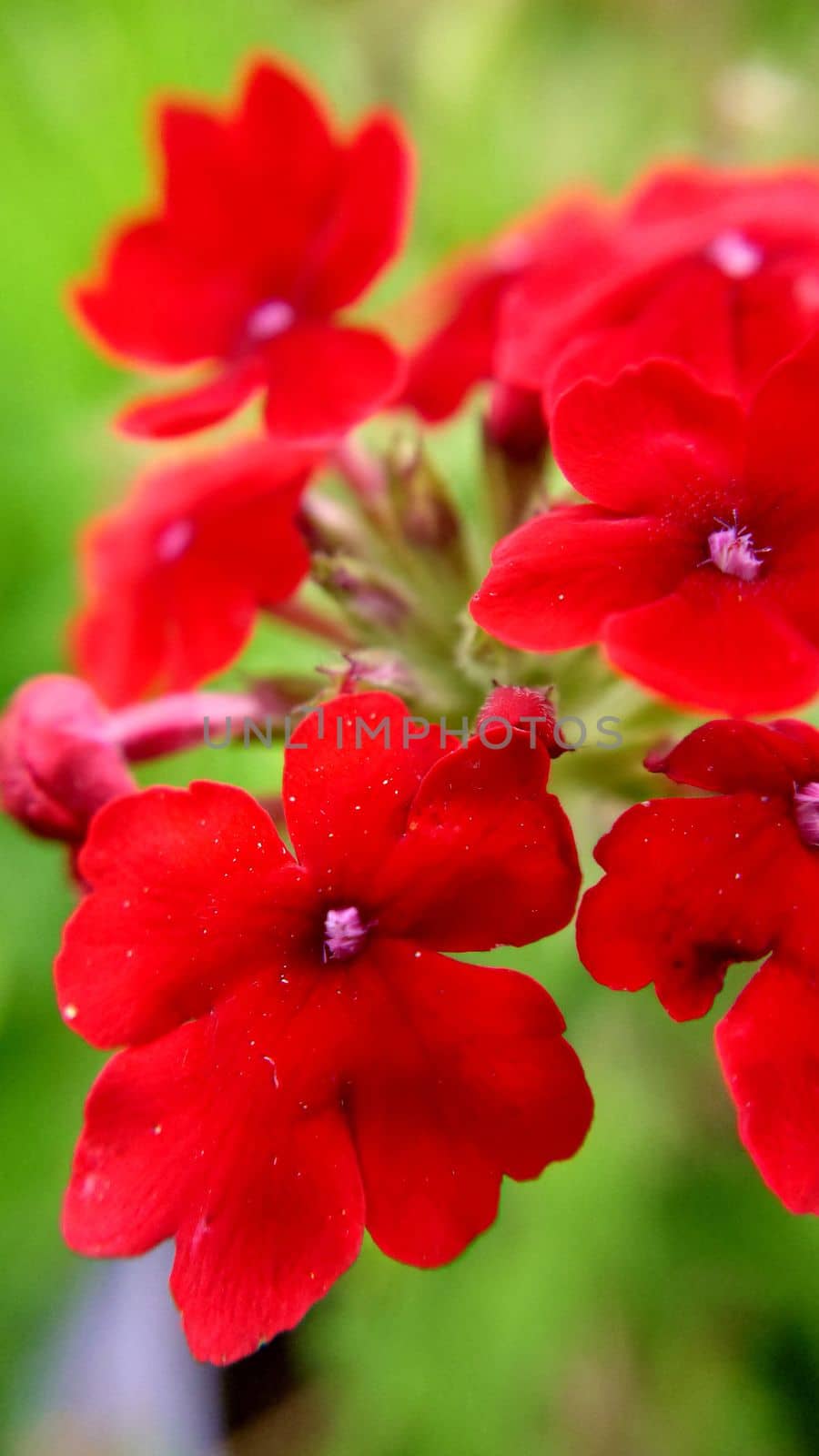 Bright red verbena flowers bloom in the garden close-up on a summer day.Macrophotography.Texture or background.Selective background.