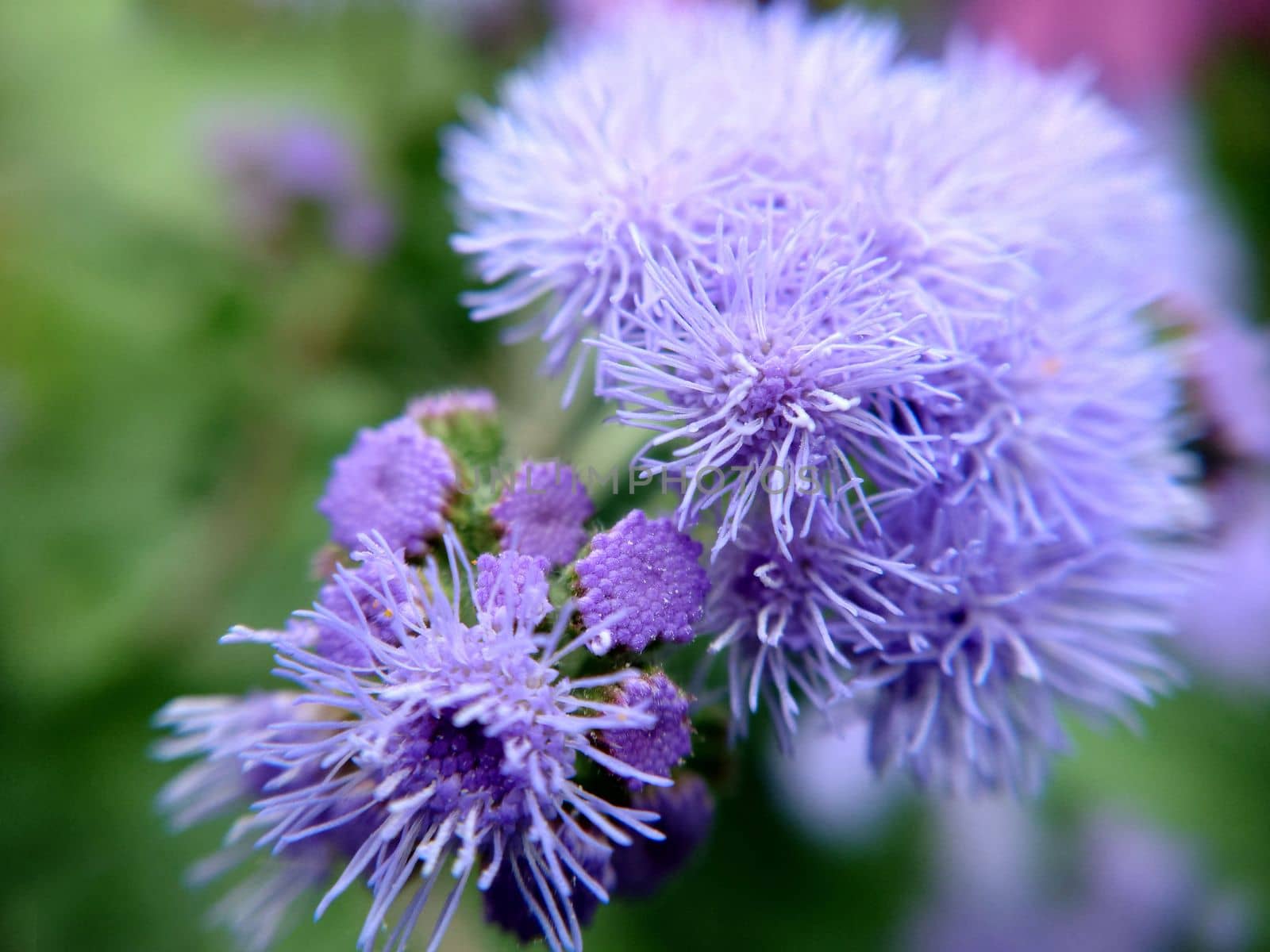 A large group of blue flowers of the Ageratum houstonianum plant, commonly known as the loss flower, blue mink, blue weed textured floral background