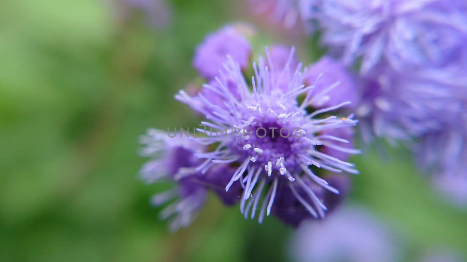 Fluffy purple flowers of ageratum Houston on a grassy background.Macrophotography.Texture or background.Selective focus.
