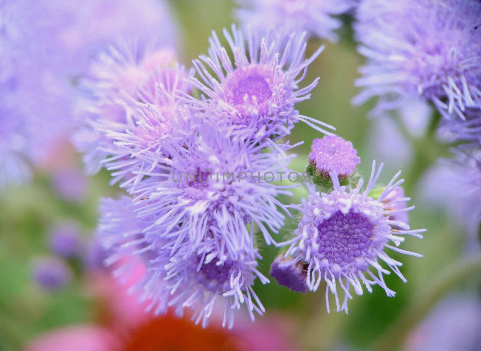 A group of fluffy purple Ageratum houstonianum flowers on a grassy background.Macrophotography.Texture or background.Selective focus.