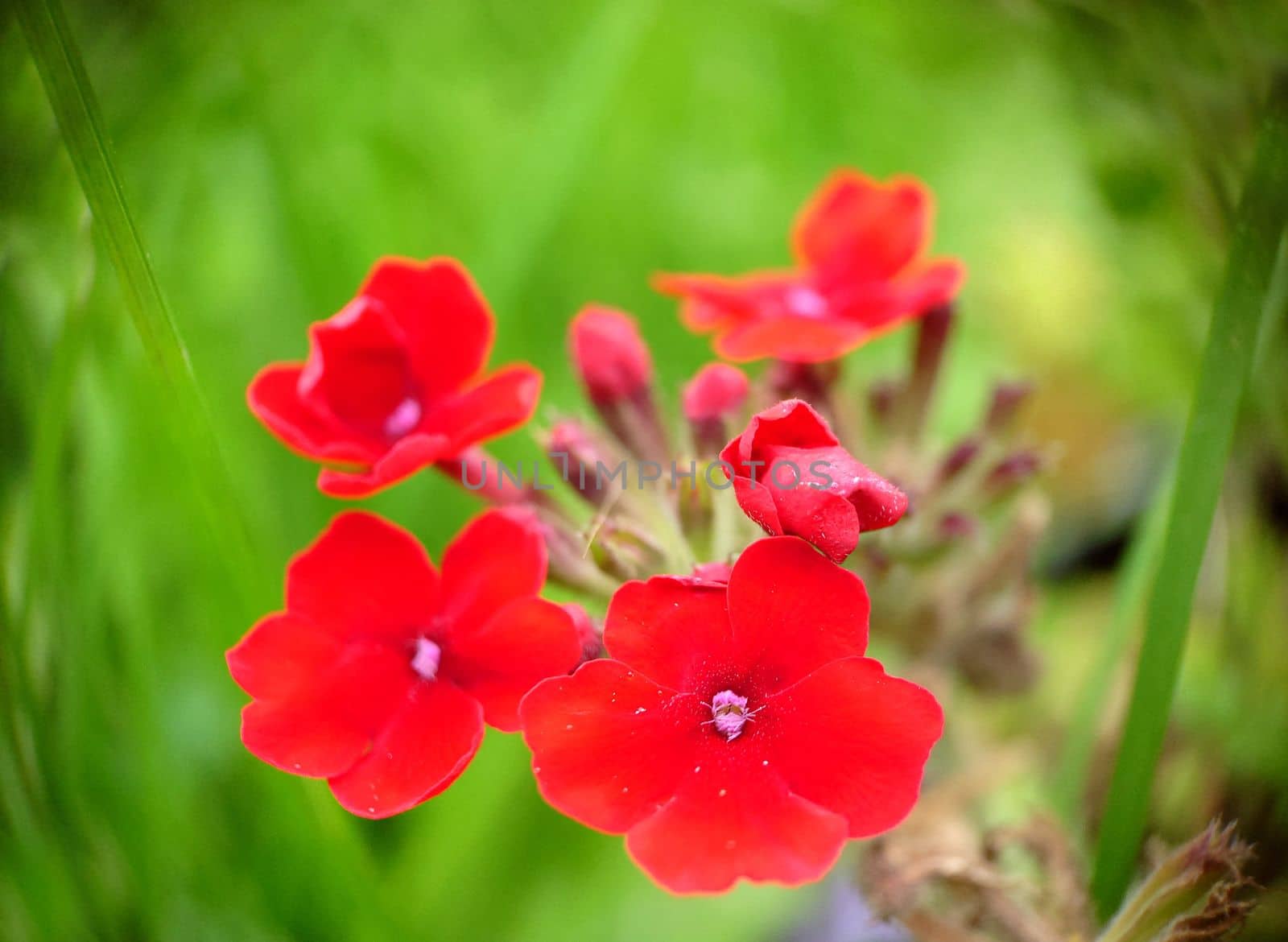 Bright red verbena flowers on a grassy background by Mastak80