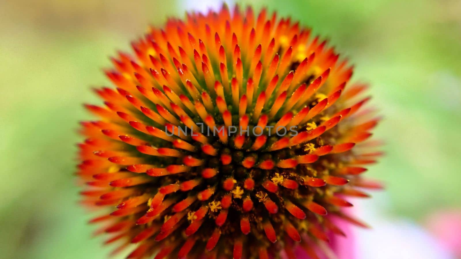 A single pink echinacea flower with a prickly head close-up.Macrophotography.Texture or background.Selective focus.