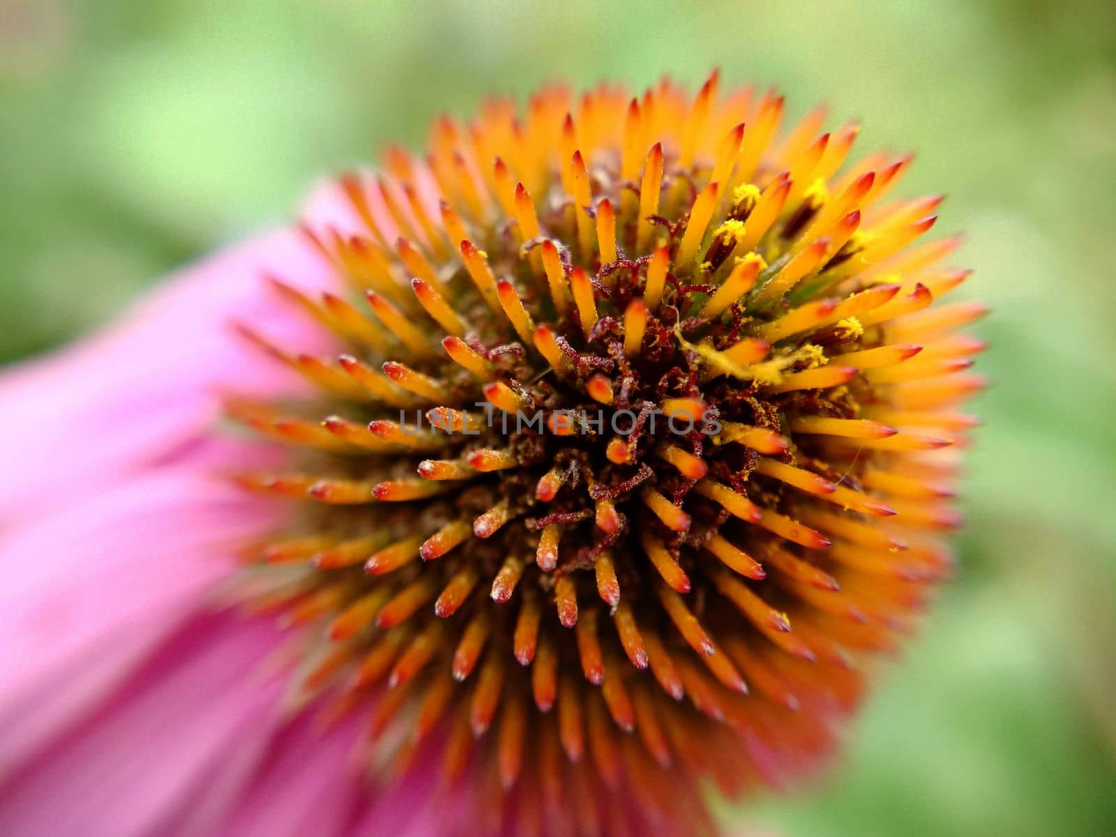 A single pink echinacea flower in close-up on a grassy background.Macrophotography.Texture or background.Selective focus.