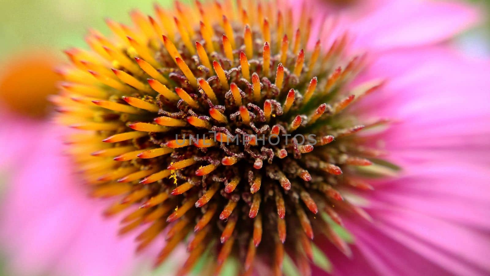A single prickly flower with petals loosely arranged backwards close-up.Macrophotography.Texture or background.Selective focus.