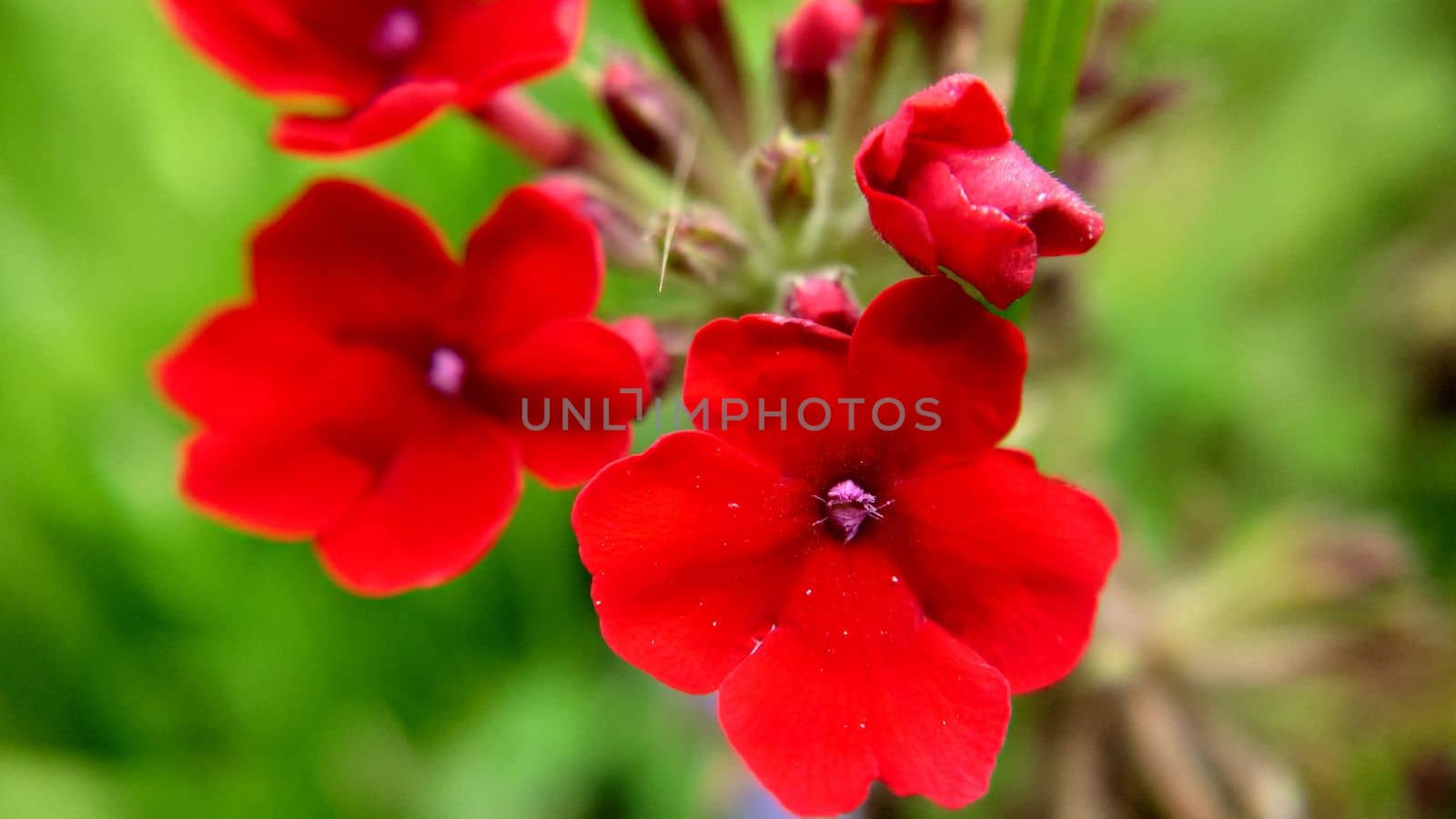 Bright red verbena flowers selective focus close-up.Macrophotography.Texture or background.Selective focus