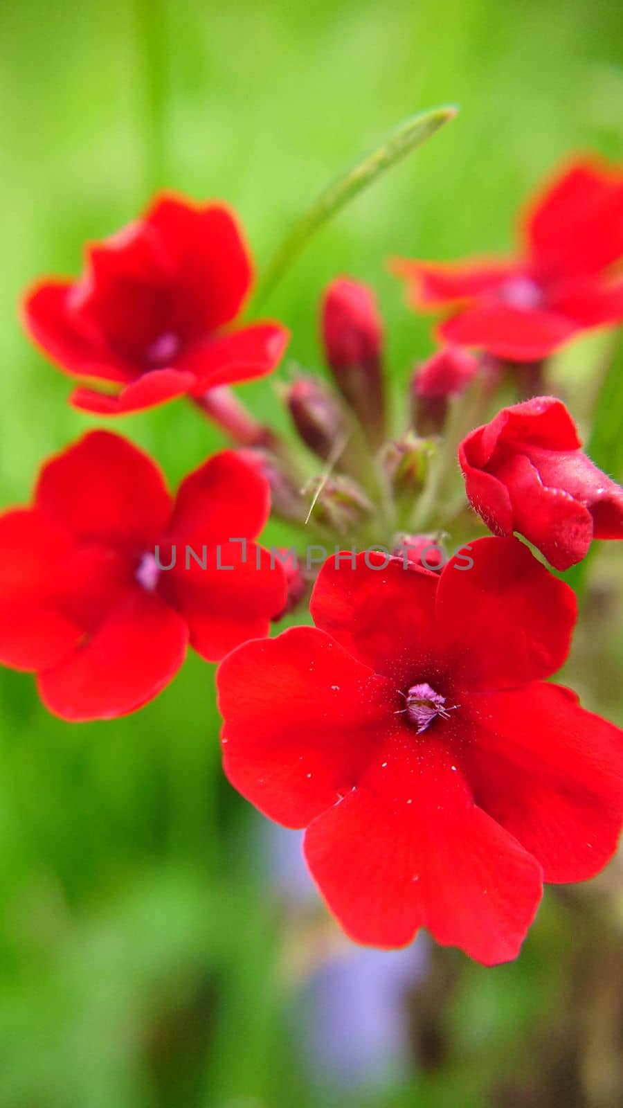Bright red verbena flowers in the open air close-up.Macrophotography.Texture or background.Selective focus