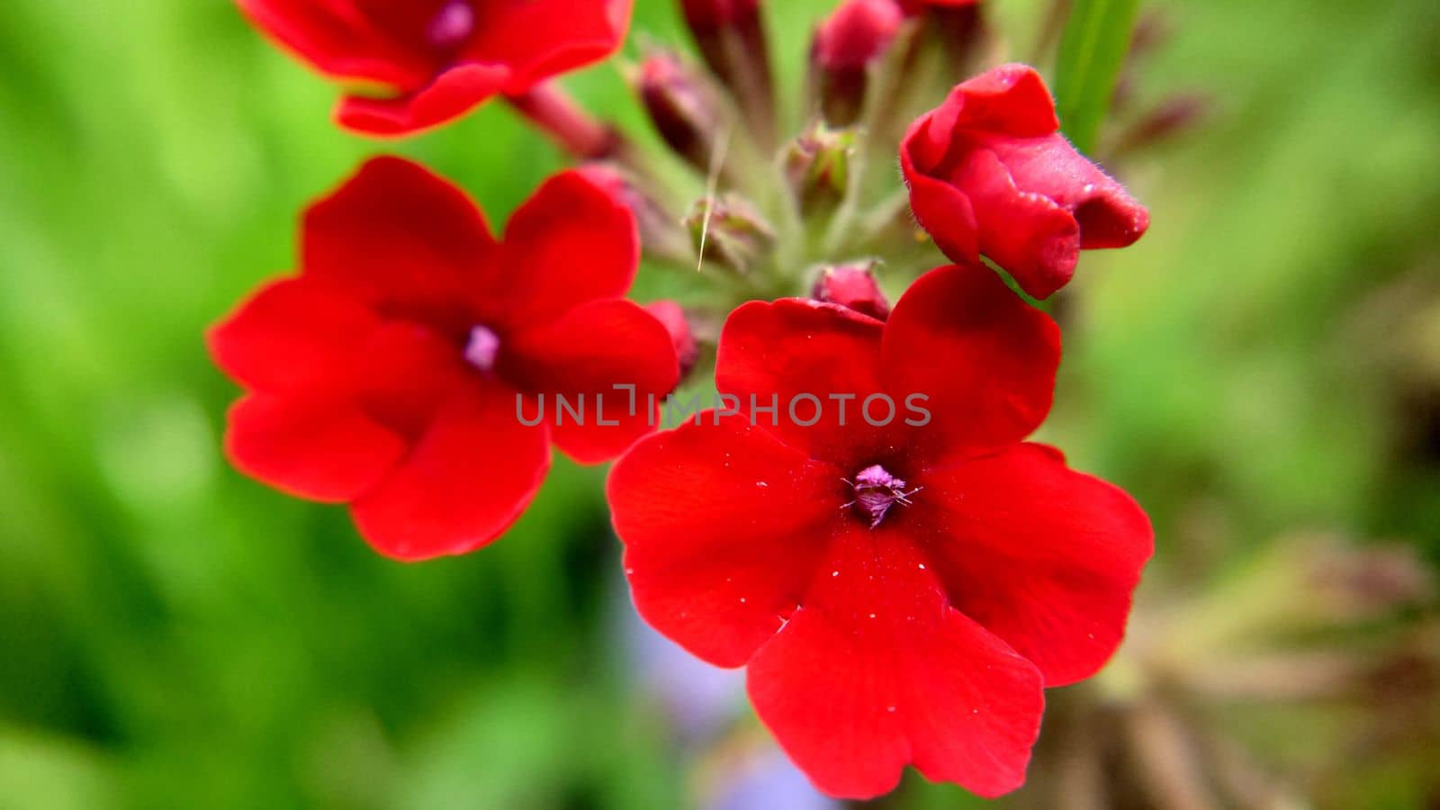 Red Garden Verbena Flowers outdoors Close-up Selective Focus by Mastak80