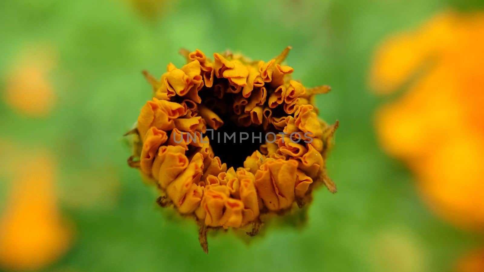 Unopened orange calendula flower on a grassy background by Mastak80