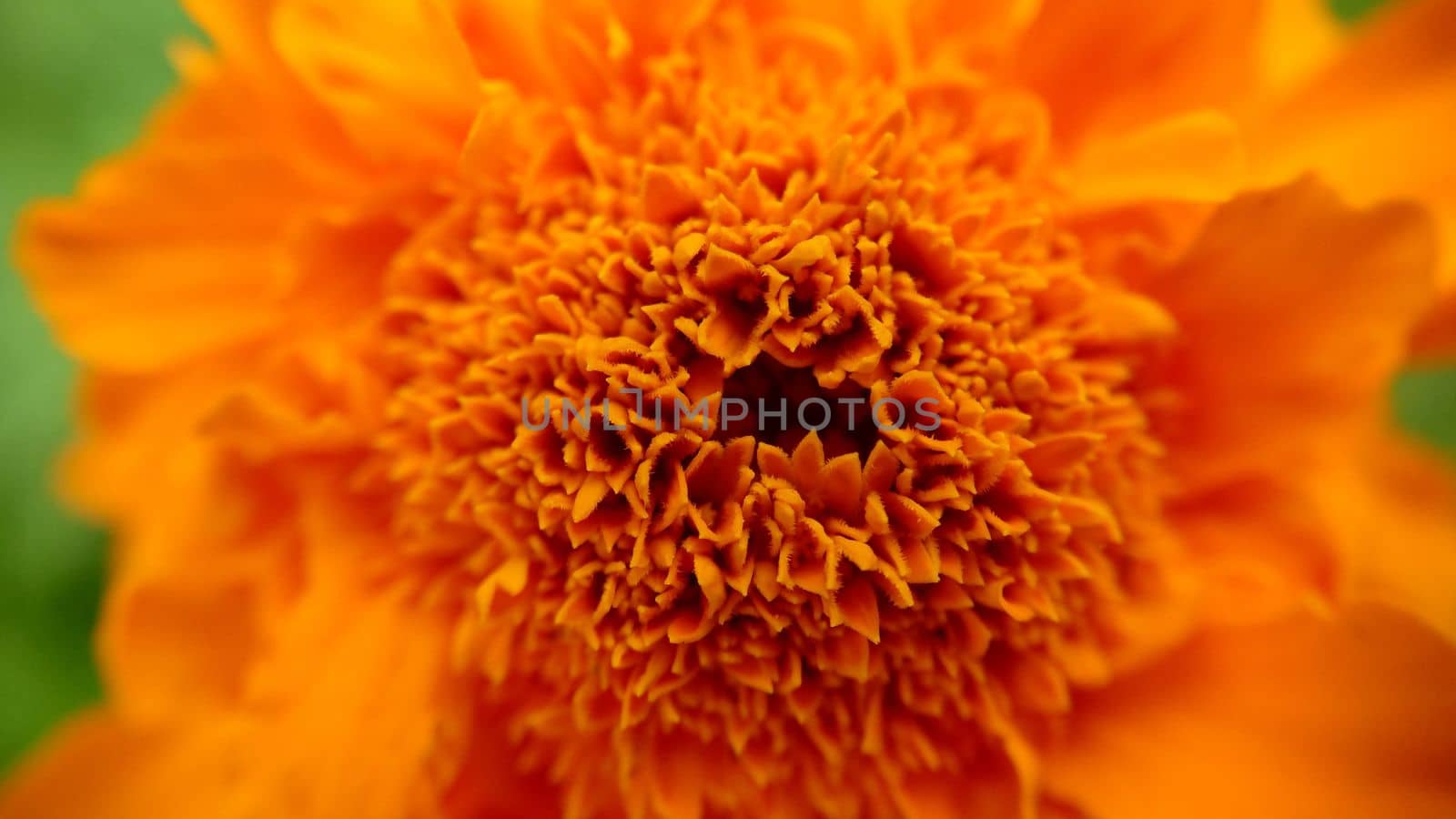 Blooming orange bud of marigolds close-up.Macrophotography.Texture or background.Selective focus