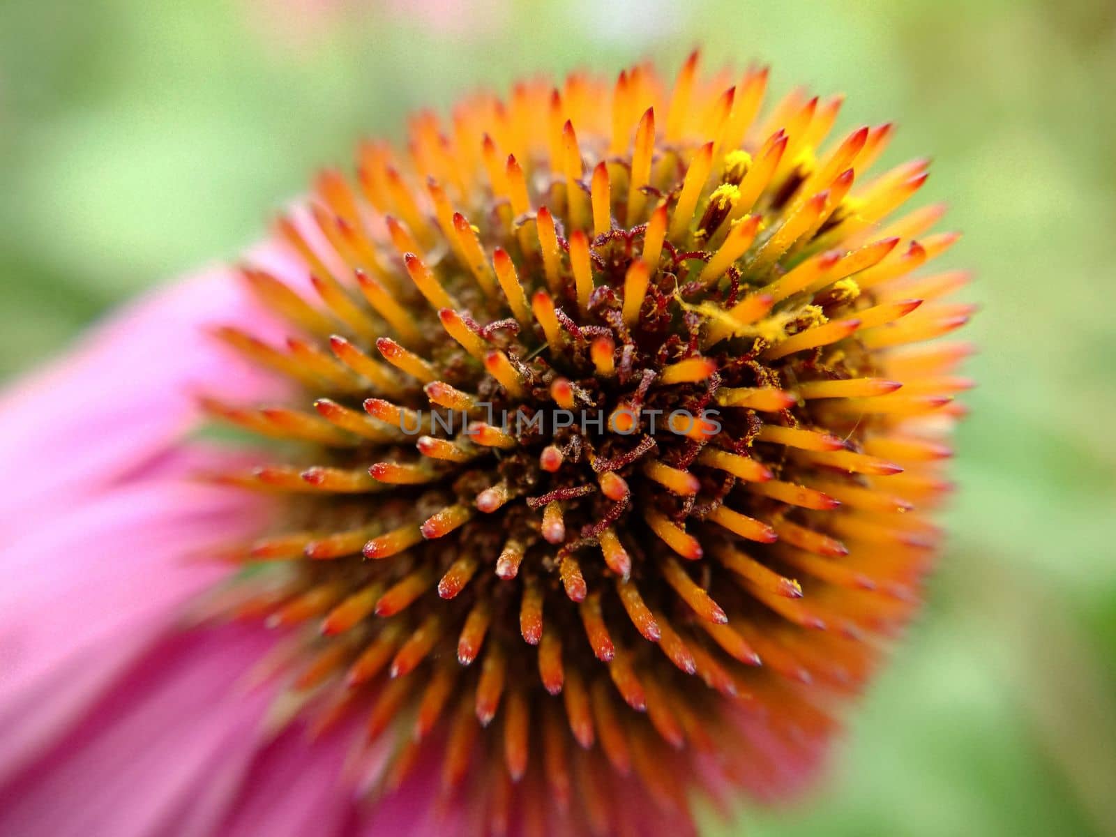 A single pink echinacea flower in close-up on a grassy background.Macrophotography.Texture or background.Selective focus.