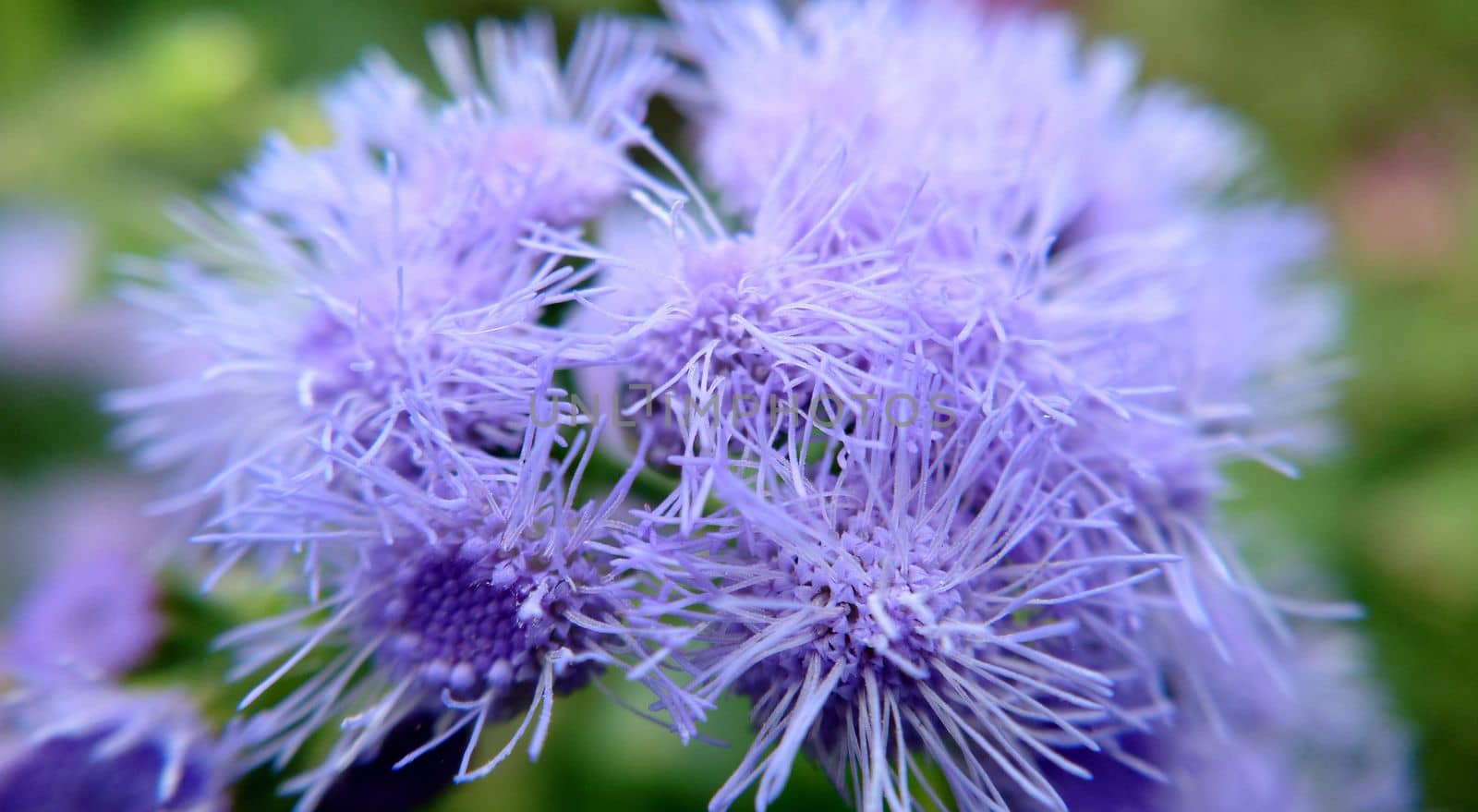A group of fluffy blue flowers Ageratum houstonianum outdoors.Macrophotography.Texture or background.Selective focus