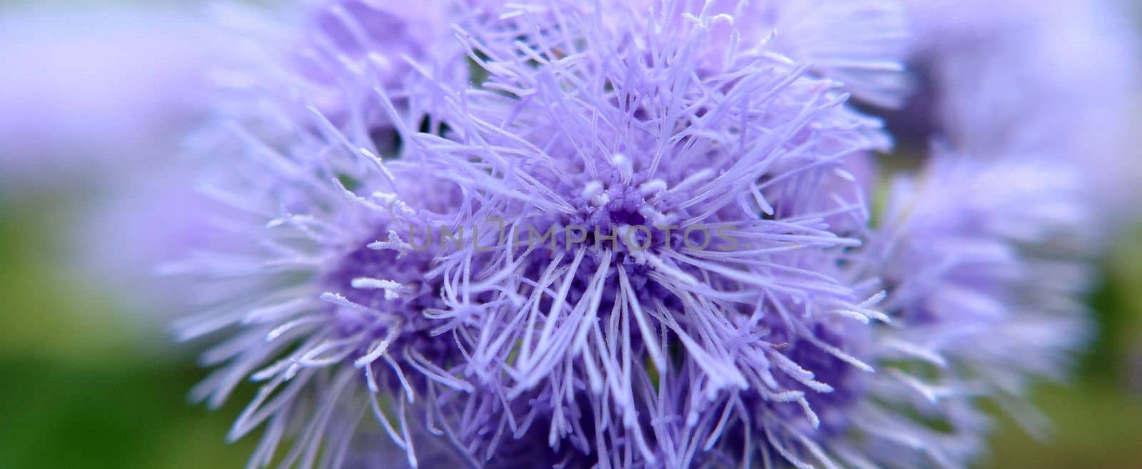 A group of blue Ageratum houstonianum flowers bloomed in the garden close-up.Macrophotography.Texture or background.Selective focus
