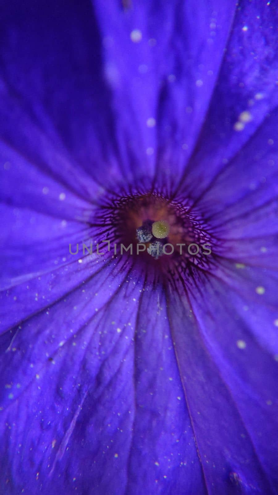 Macro of selective focusing of the core of a purple flower in close-up.Macrophotography.Texture or background.Selective focus