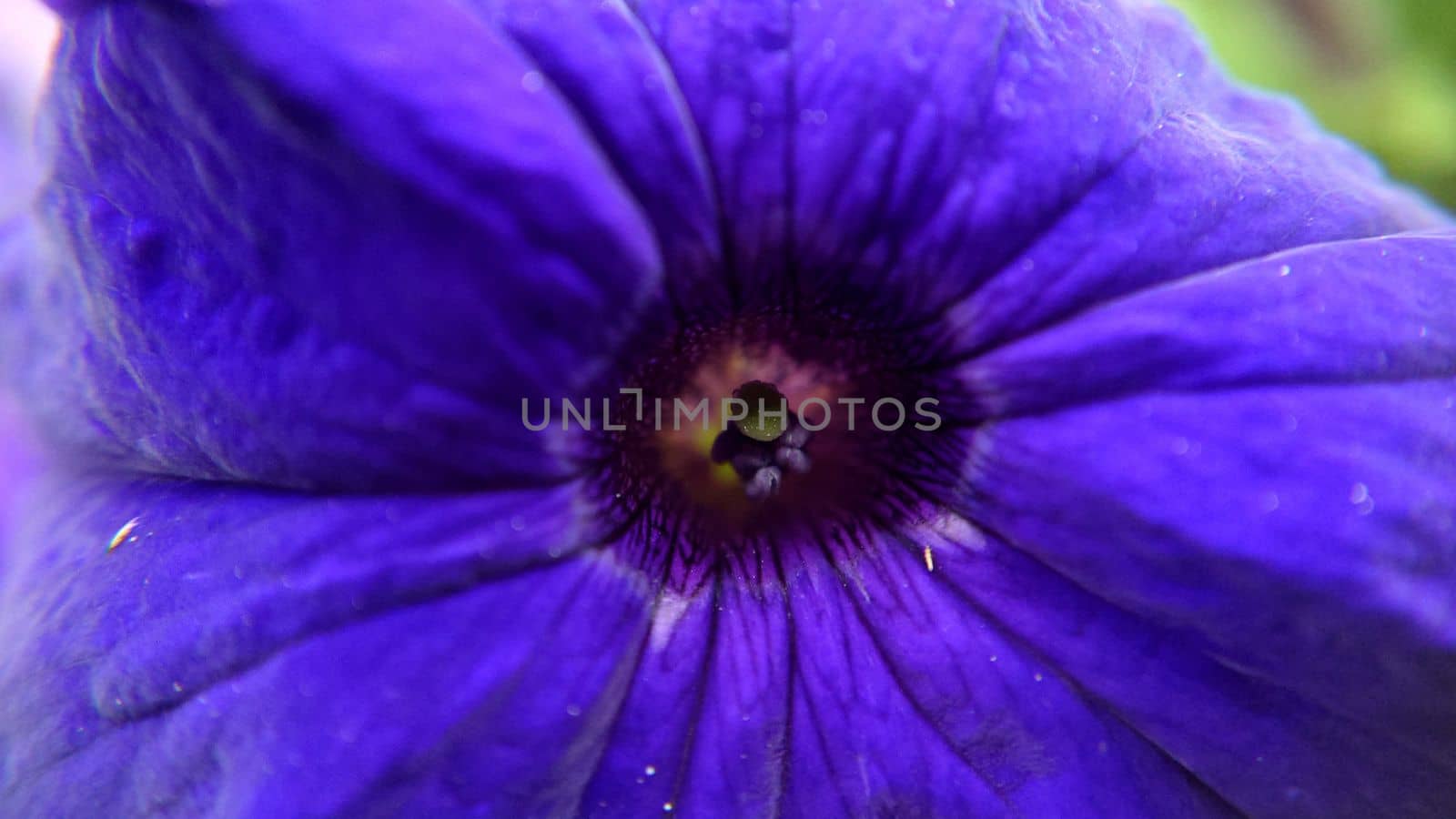 Macro-cores of a bell-shaped purple flower outdoors.Macrophotography.Texture or background.Selective focus