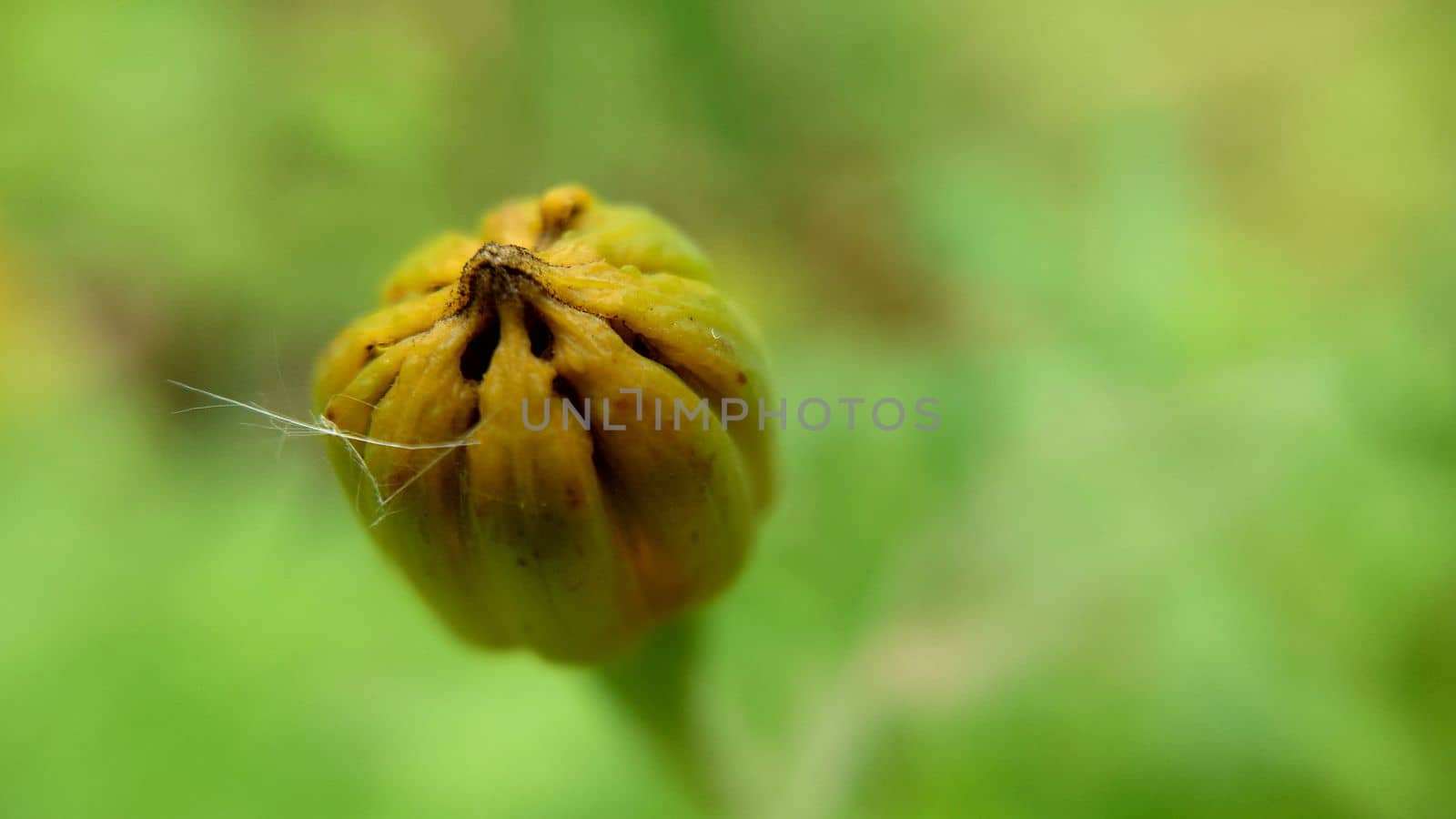 An unopened orange calendula flower on a grassy background.Macrophotography.Texture or background.Selective focus