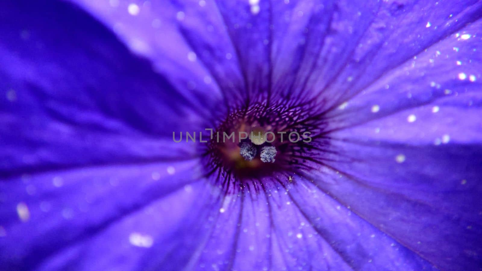 Macrophotography of the core of a purple flower selective focus.Macrophotography.Texture or background.Selective focus