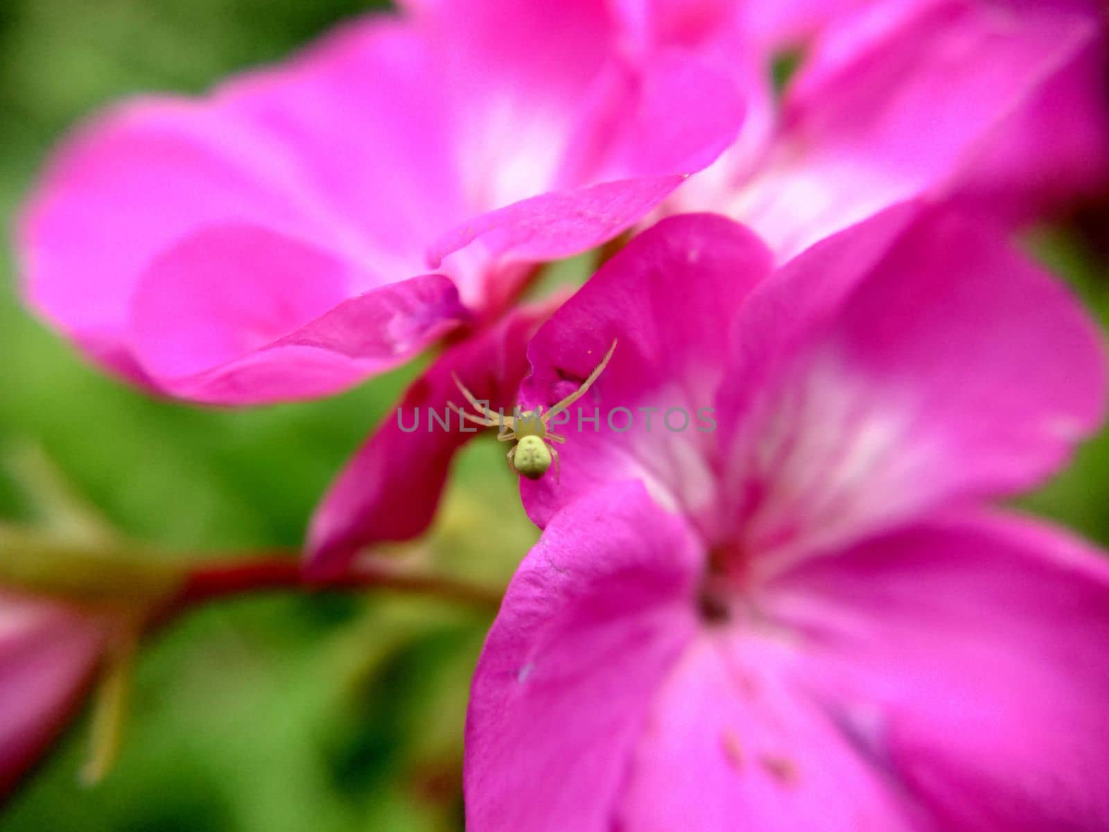 Pink and white flower with streaks on the leaves and a spider in the open air.Macrophotography.Texture or background. Selective focus.