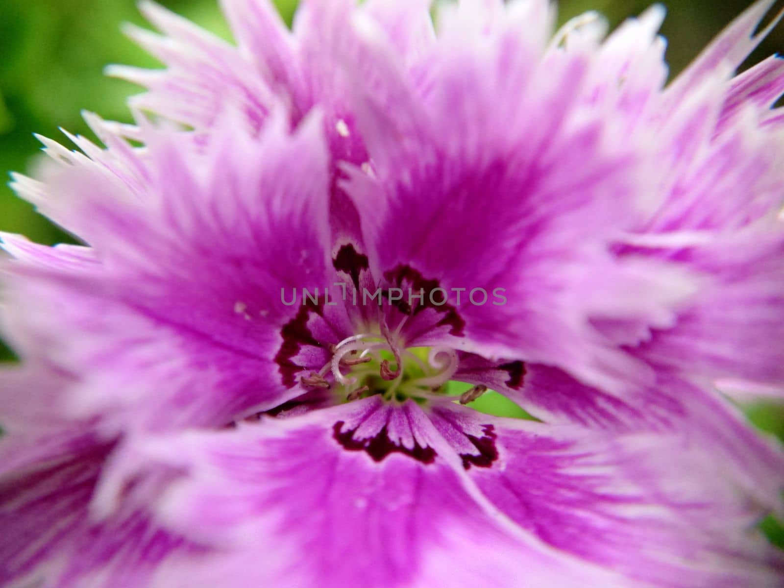 White-pink Chinese carnation flower close-up selective focus by Mastak80