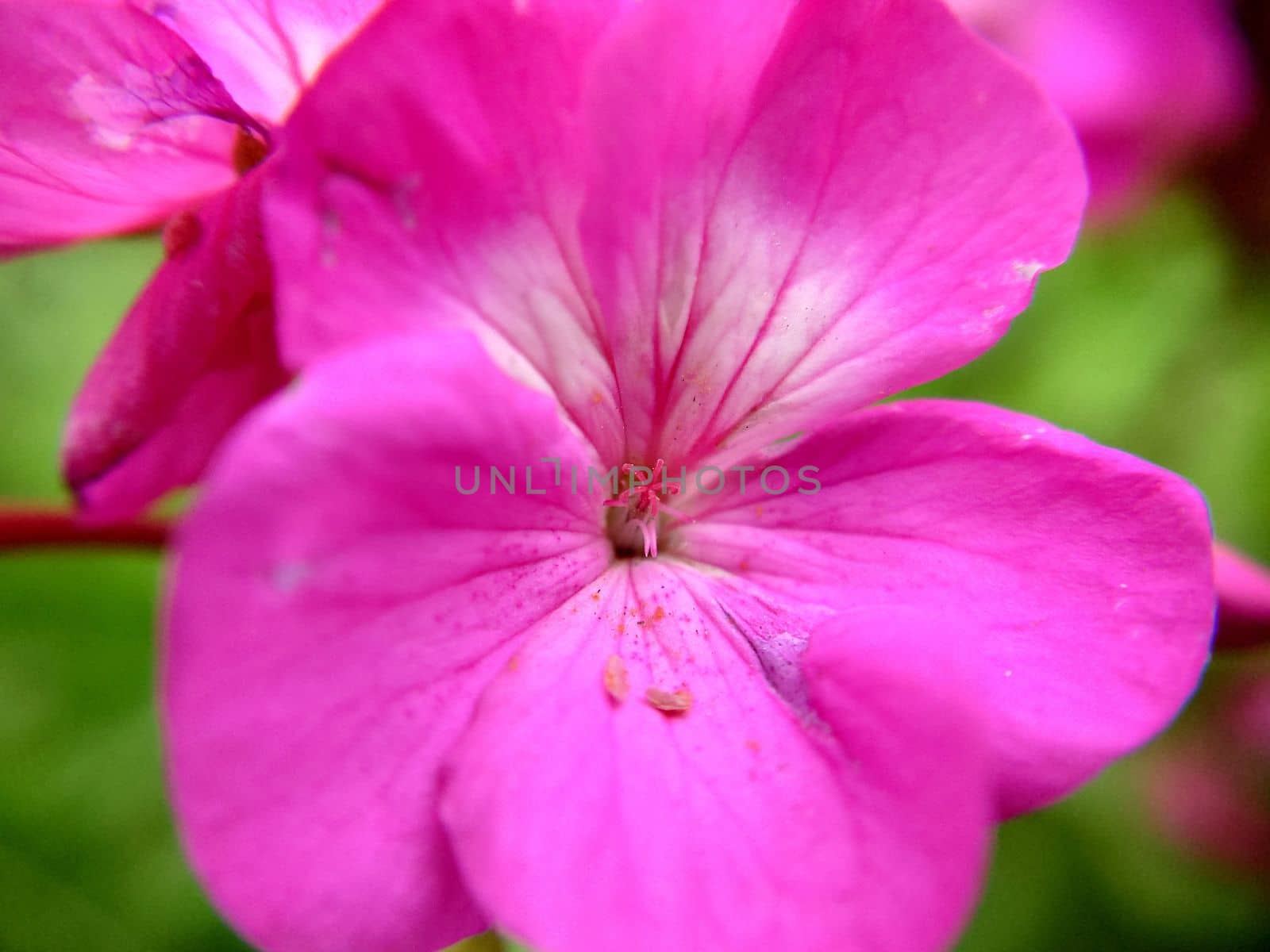 Pink-white flower with streaks on the leaves of the selective focus outdoors.Macrophotography.Texture or background. Selective focus.