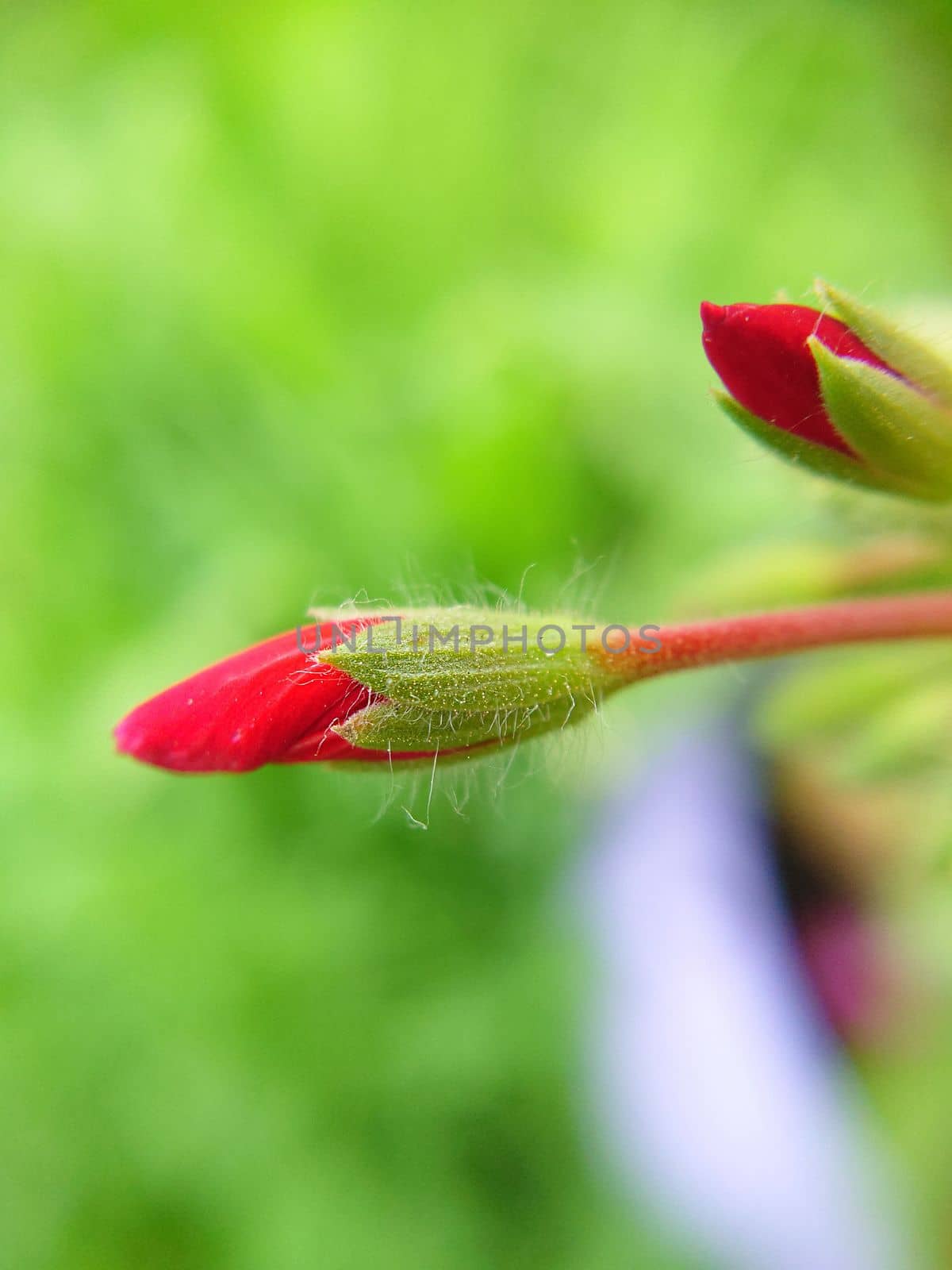 An unopened oblong bud of bright red color against the background of grass by Mastak80