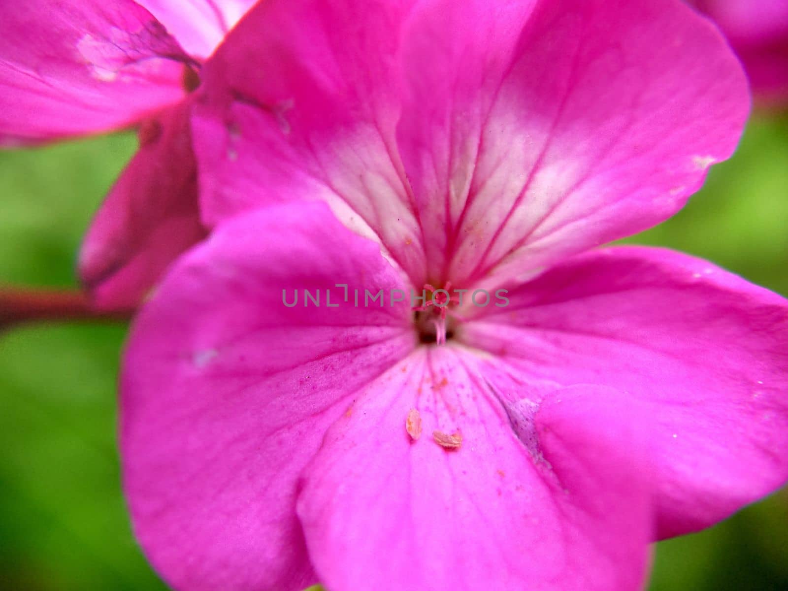 Pink-white flower with streaks on the leaves on a blurry background by Mastak80