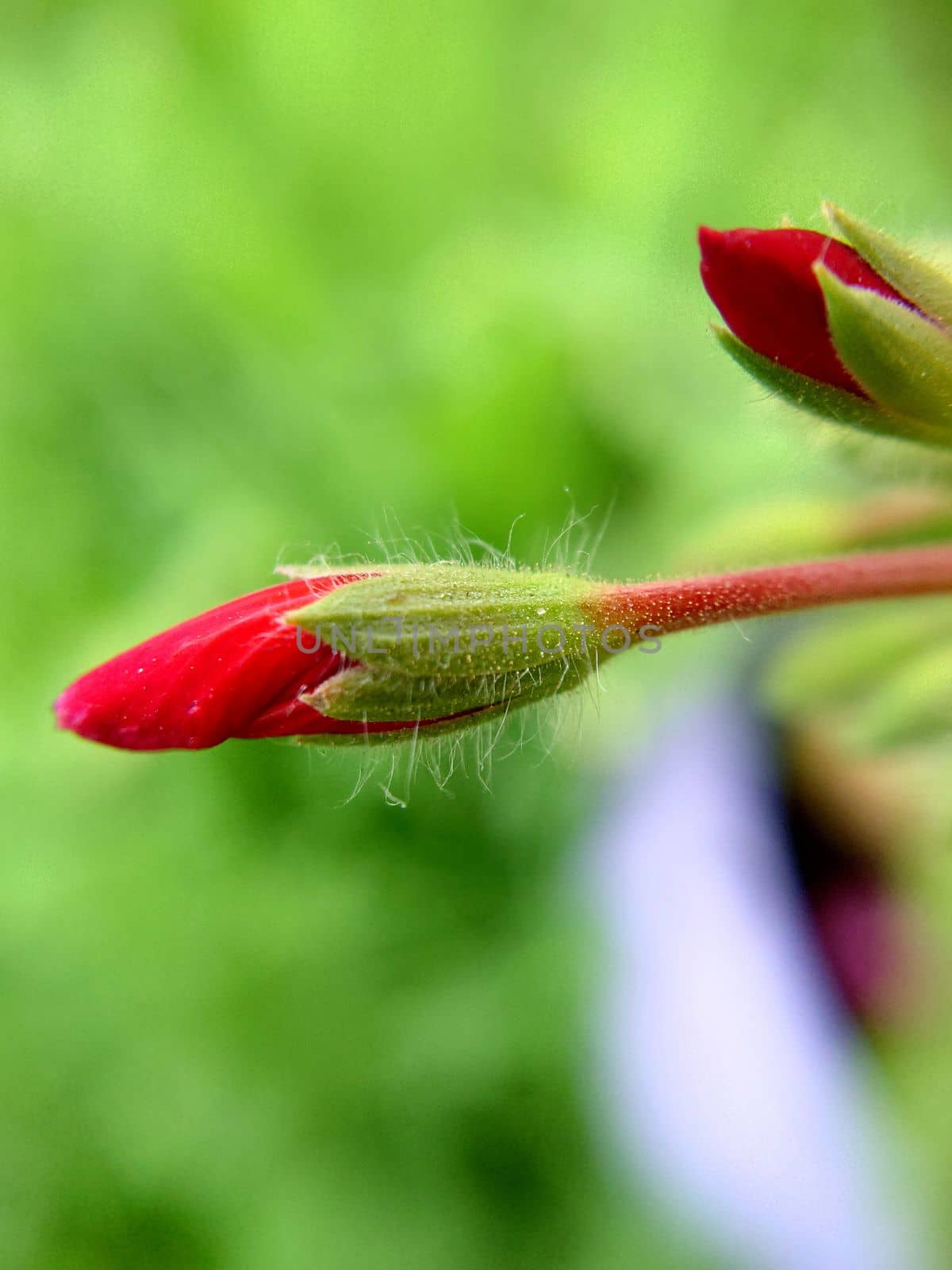 Pointed unopened buds of bright red color on a blurry background.Macrophotography.Texture or background.Selective focus.