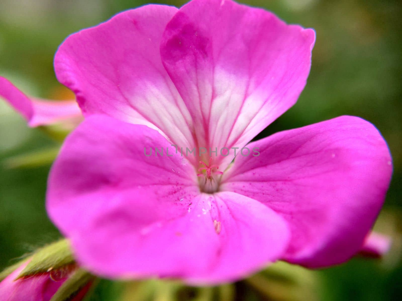 Pink-white flower with streaks on the leaves of the selective focus outdoors.Macrophotography.Texture or background. Selective focus.