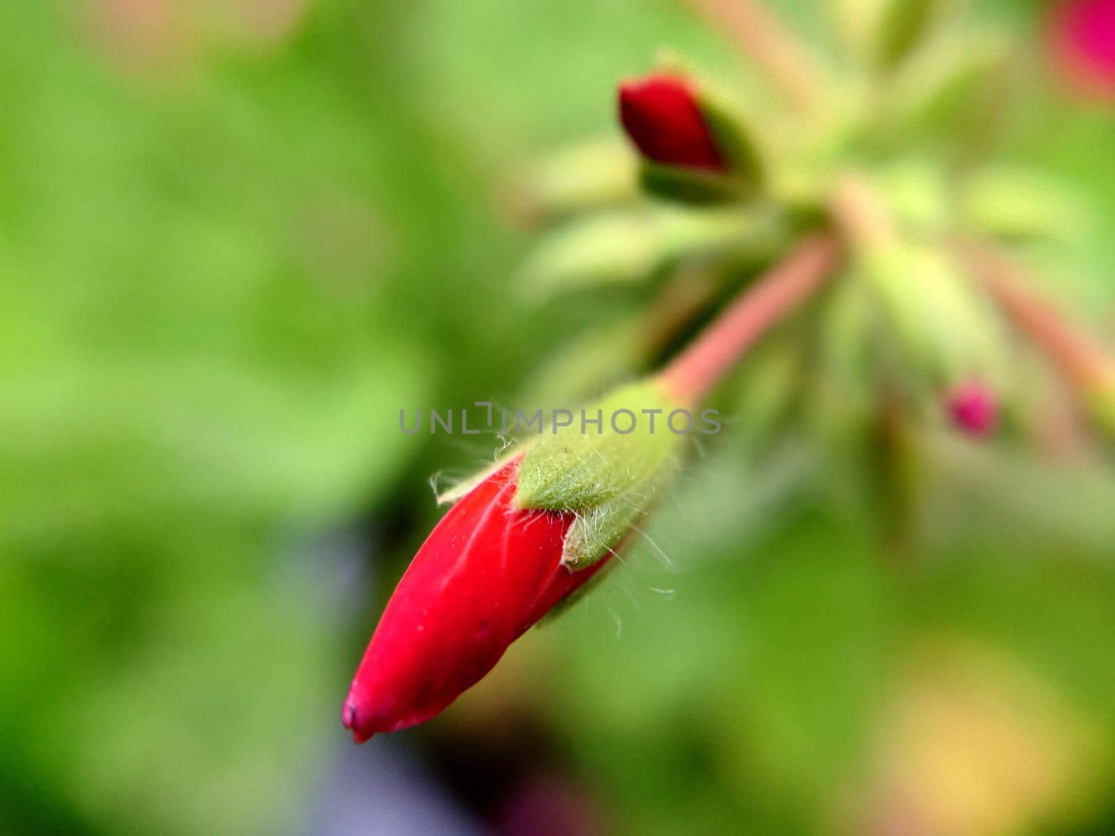 Pointed unopened buds of red color on a blurred grassy background.Macrophotography.Texture or background.Selective focus.