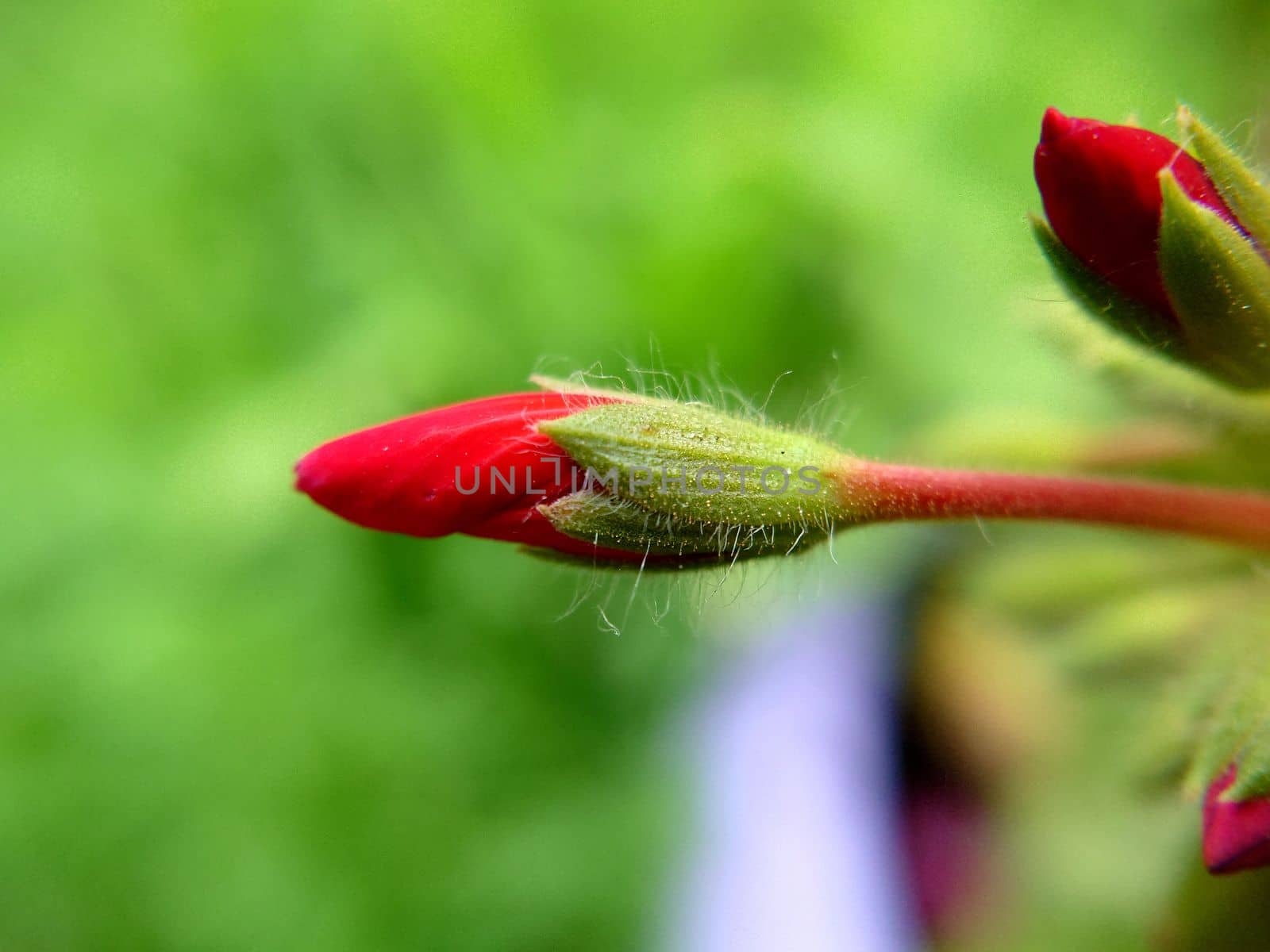 Pointed buds of a red flower on a blurry background on a summer day.Macrophotography.Texture or background.Selective focus.