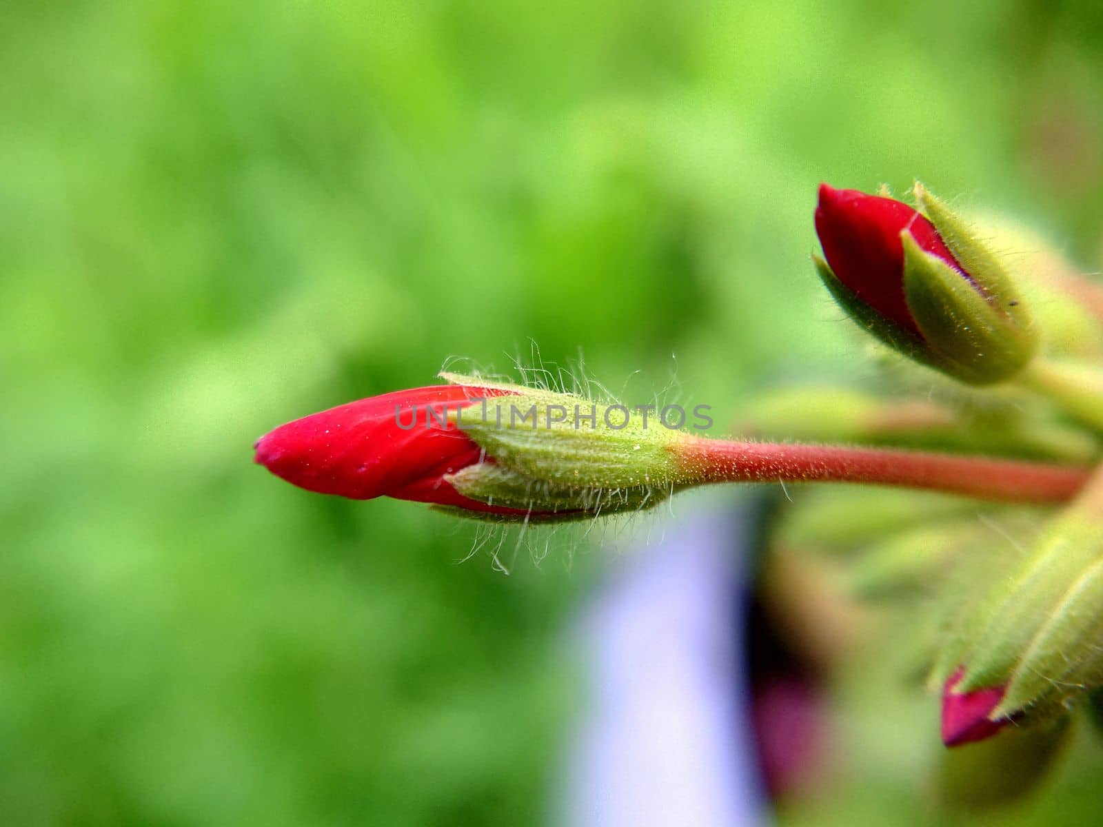 An unopened oblong bud of a red flower on a summer day.Macrophotography.Texture or background.Selective focus.
