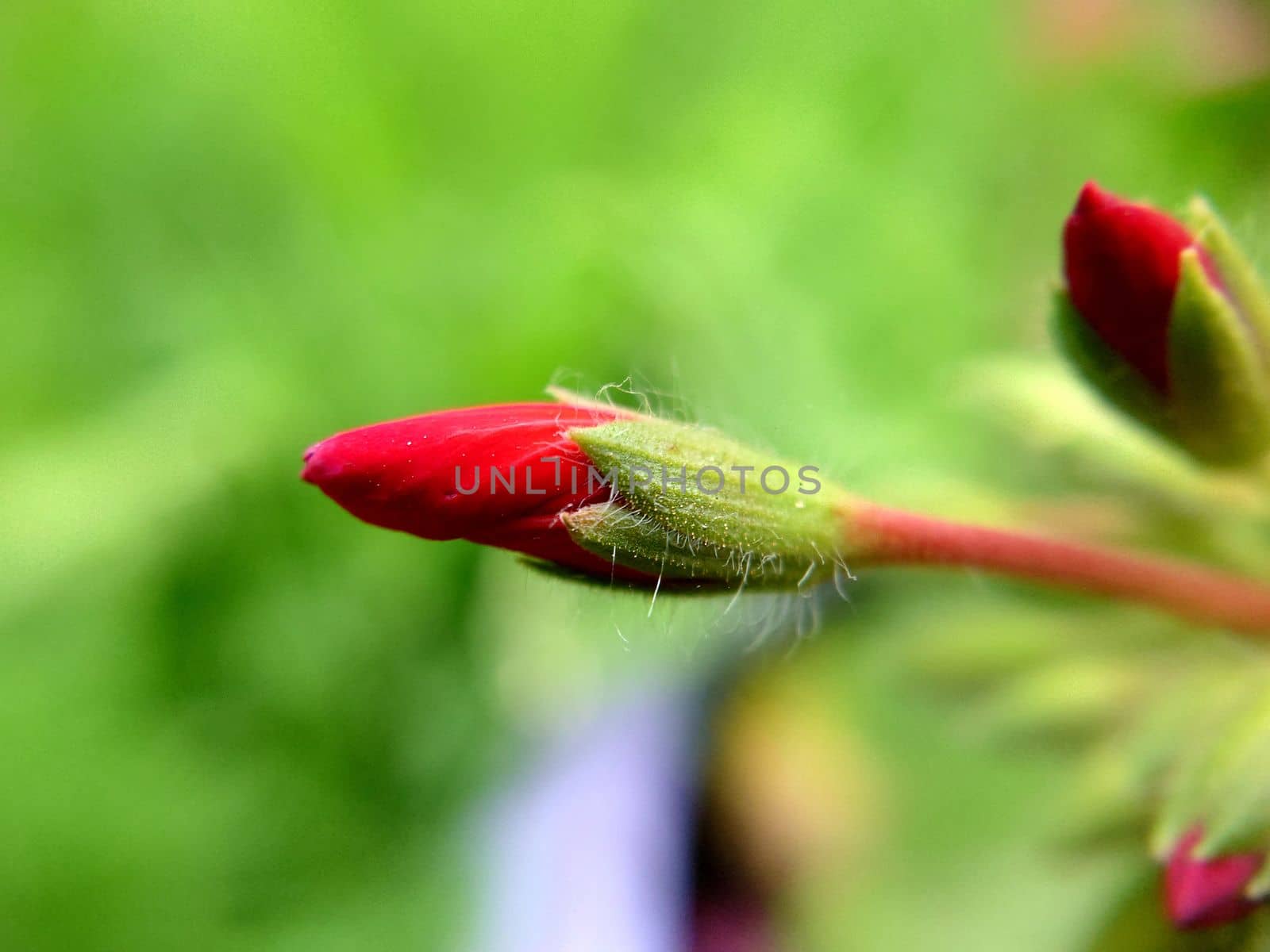 Unopened long buds of a red flower on a summer day.Macrophotography.Texture or background.Selective focus.