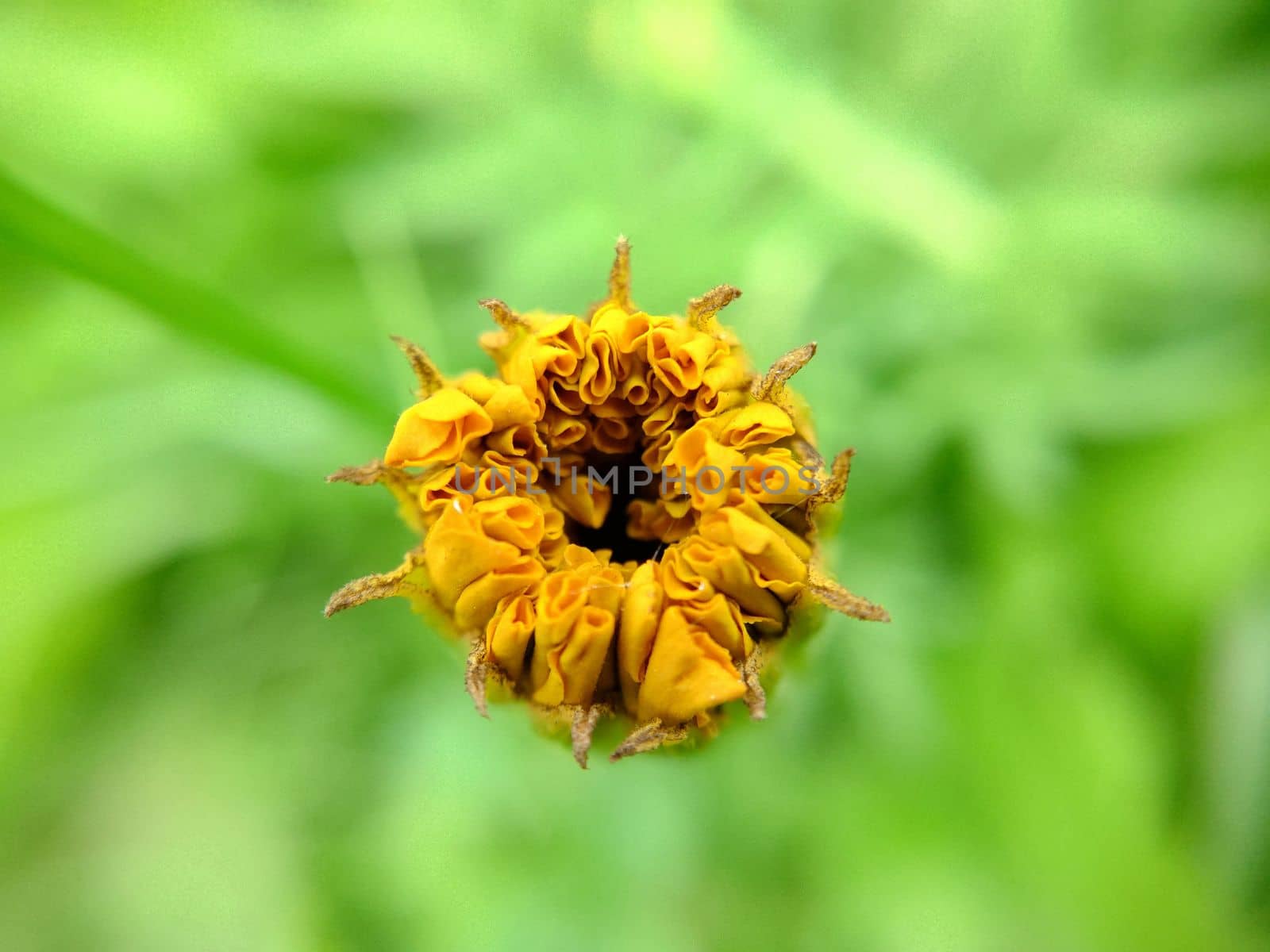 An unopened orange calendula flower on a grassy background.Macrophotography.Texture or background.Selective focus
