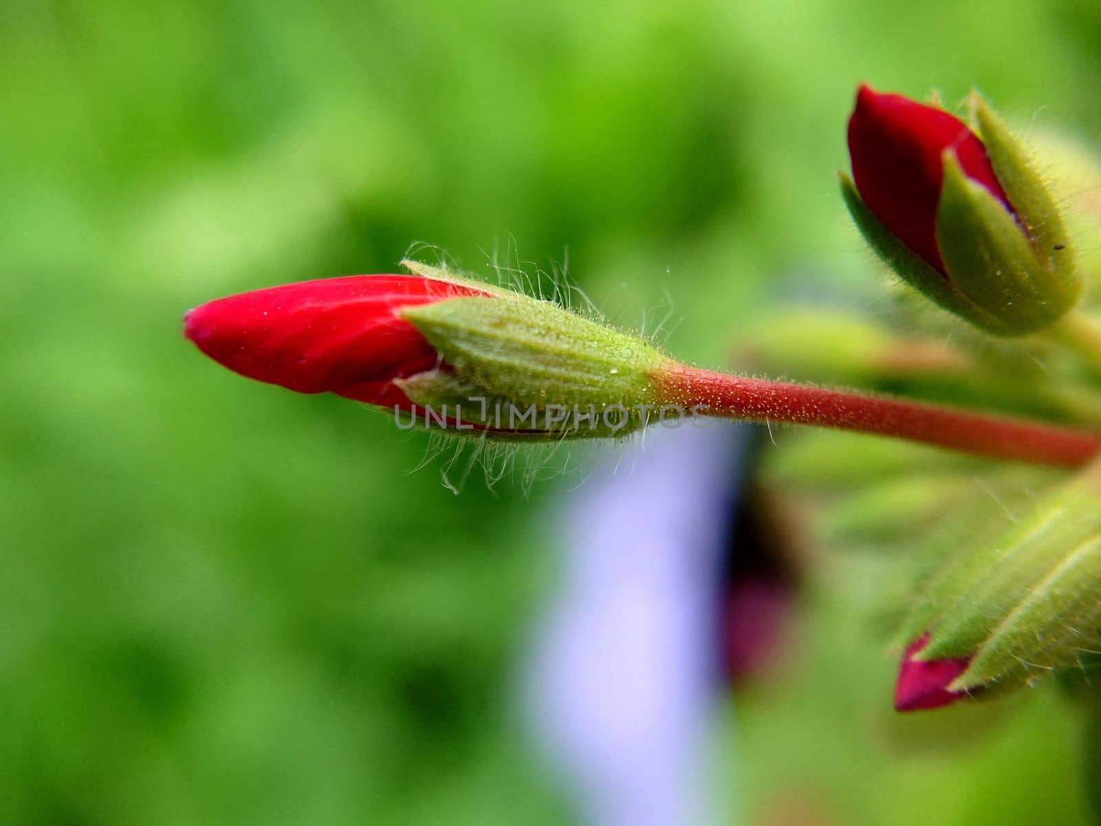 Unopened buds of bright red color against the background of grass.Macrophotography.Texture or background.Selective focus.