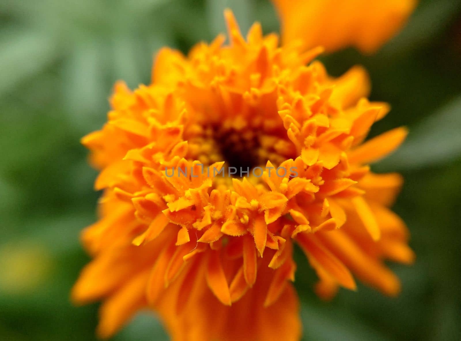 Opening orange bud of marigold close-up on a summer day by Mastak80