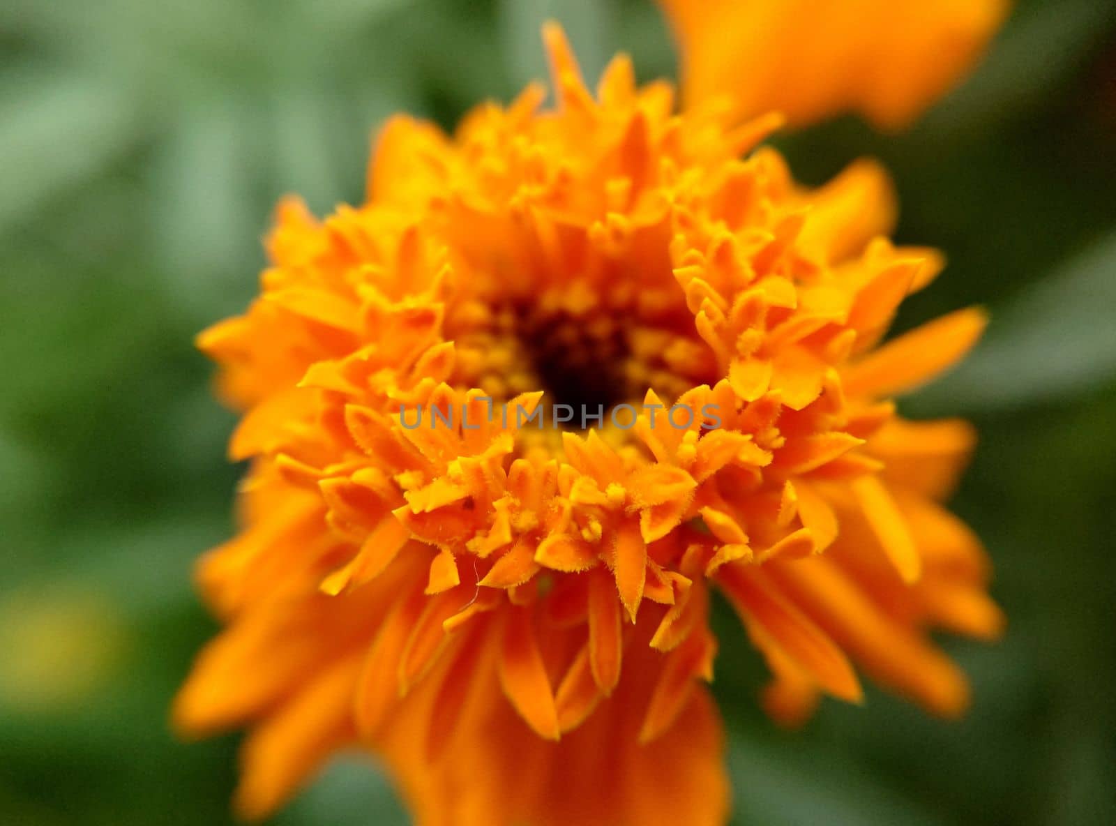 Opening orange bud of calendula close-up on a summer day.Macrophotography.Texture or background.Selective focus.