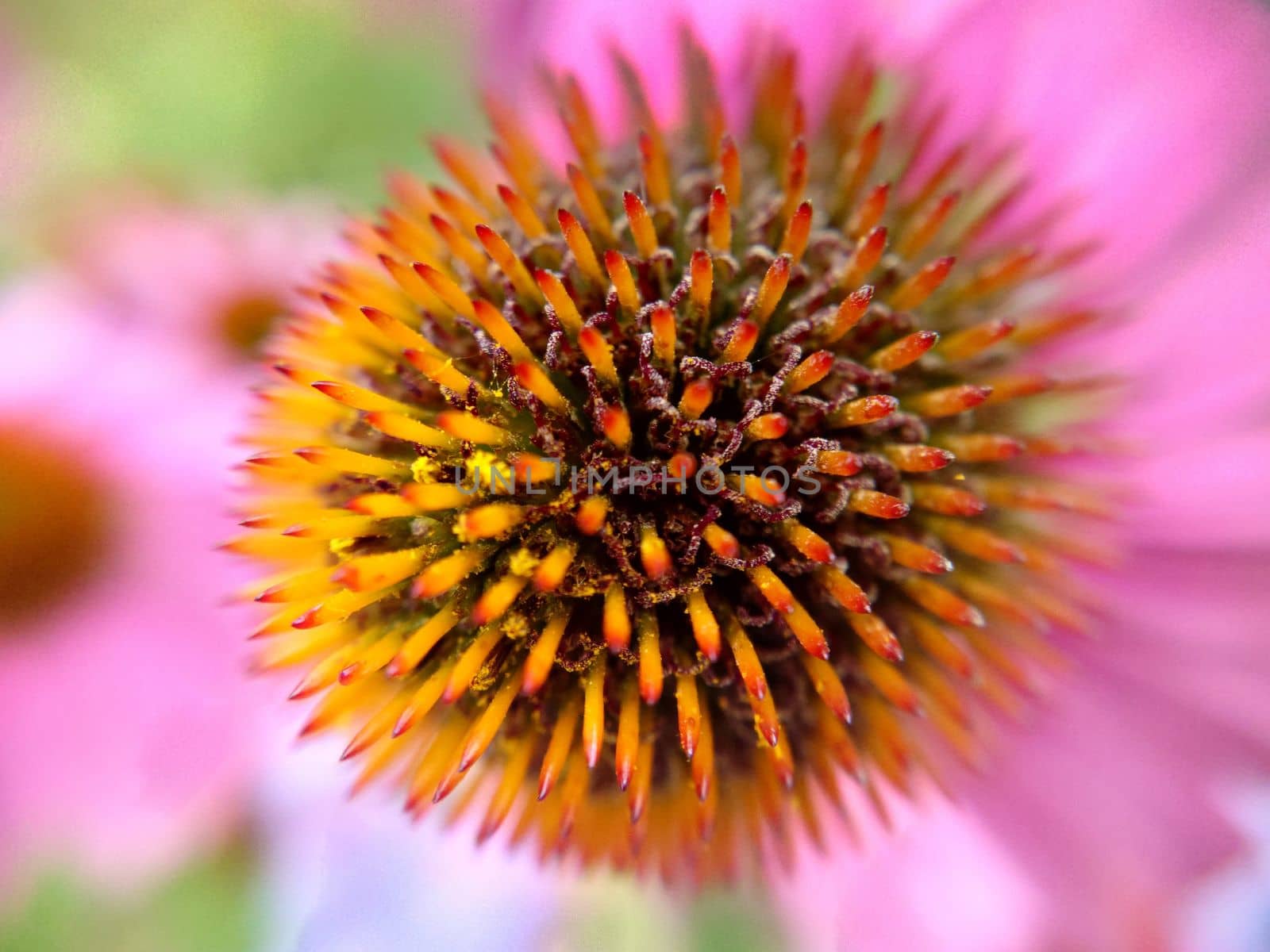 Macrophotography of an echinacea flower with its petals down by Mastak80