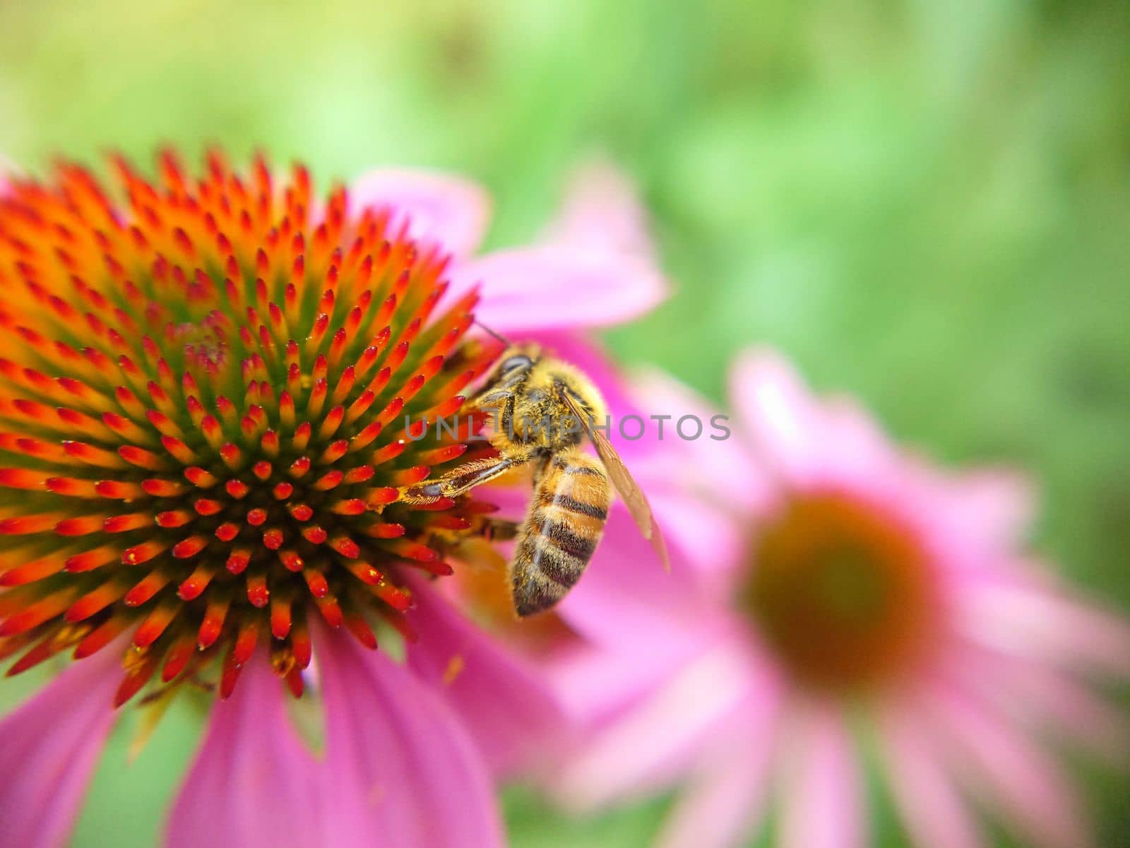 Background texture of an echinacea flower with a bee collecting nectar on the surface.Macrophotography.Texture or background.Selective focus.