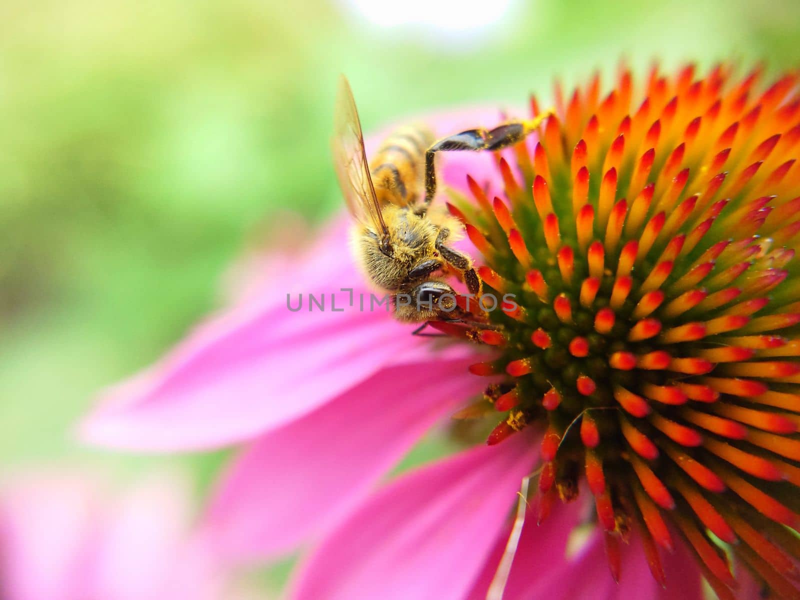 A bee collects nectar on an echinacea flower.Macrophotography.Texture or background.Selective focus.
