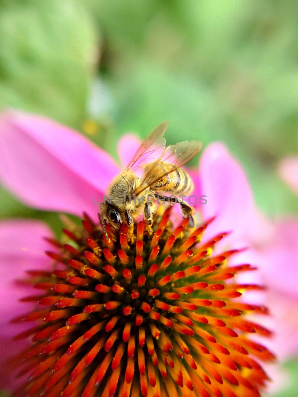 A bee collects nectar on an echinacea flower selective focus.Macrophotography.Texture or background.Selective focus.Vertical.
