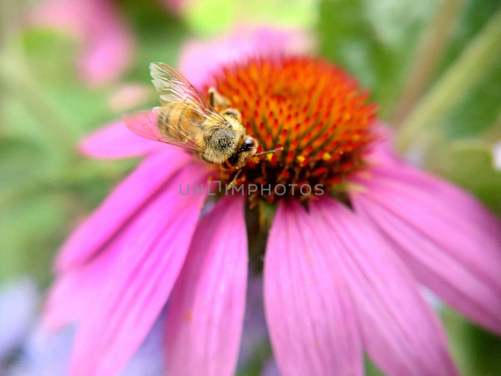 Bee on an echinacea flower selective focus close-up by Mastak80