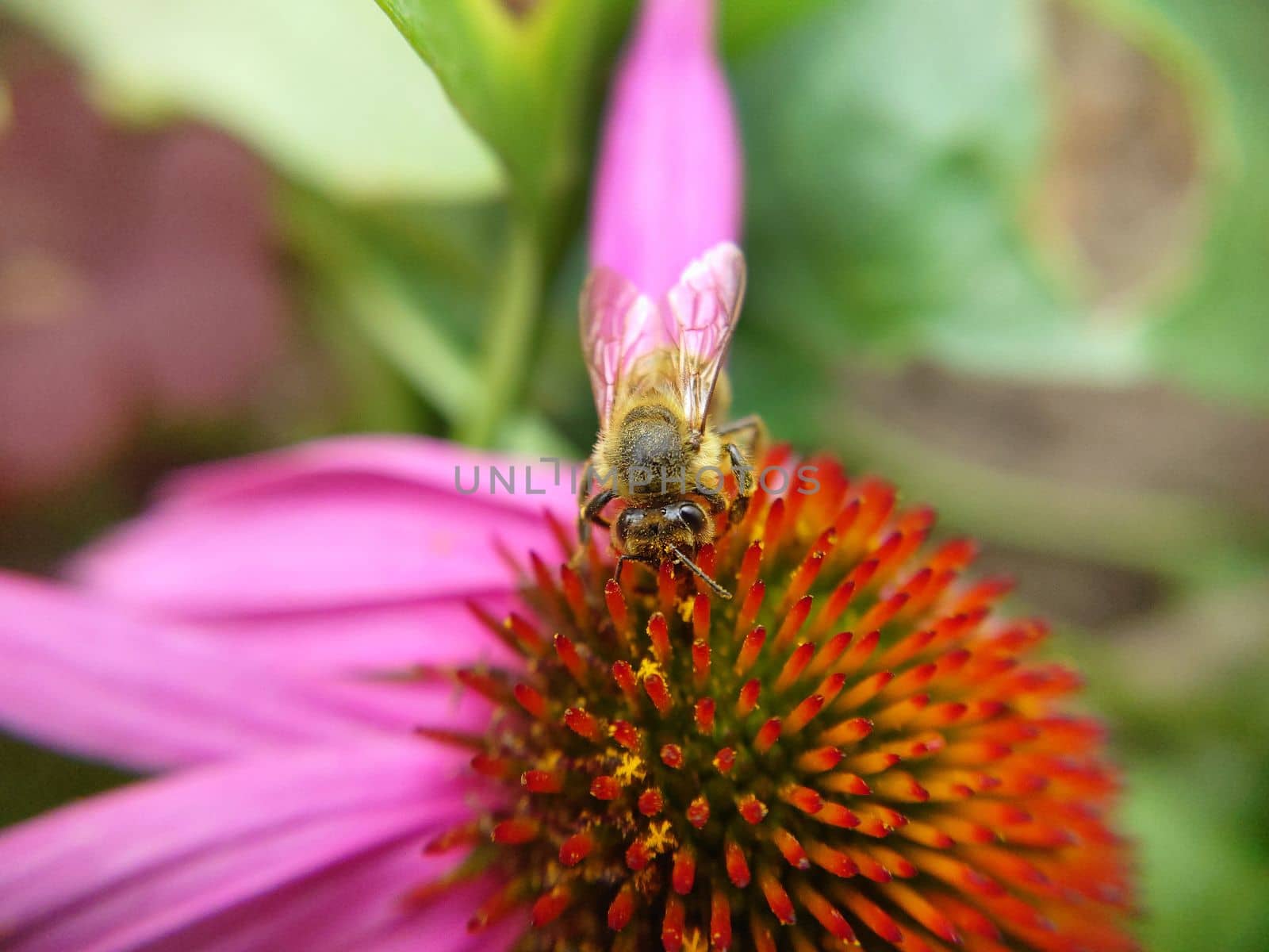 Background texture of a bee on an echinacea flower close-up by Mastak80