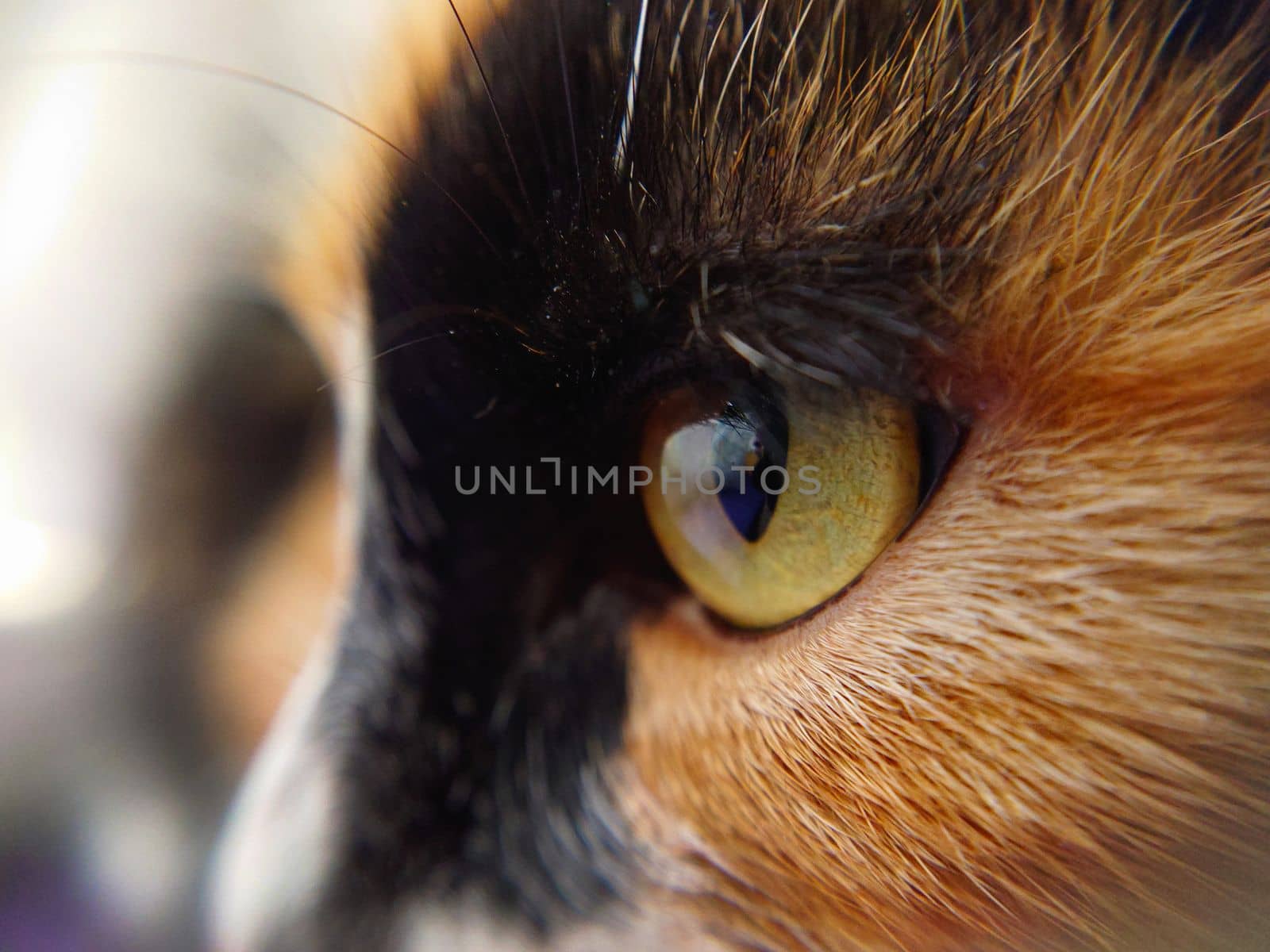 Detailed image of a cat's head, black and white nose and yellow-green eyes.Macrophotography.Texture or background.Selective focus.