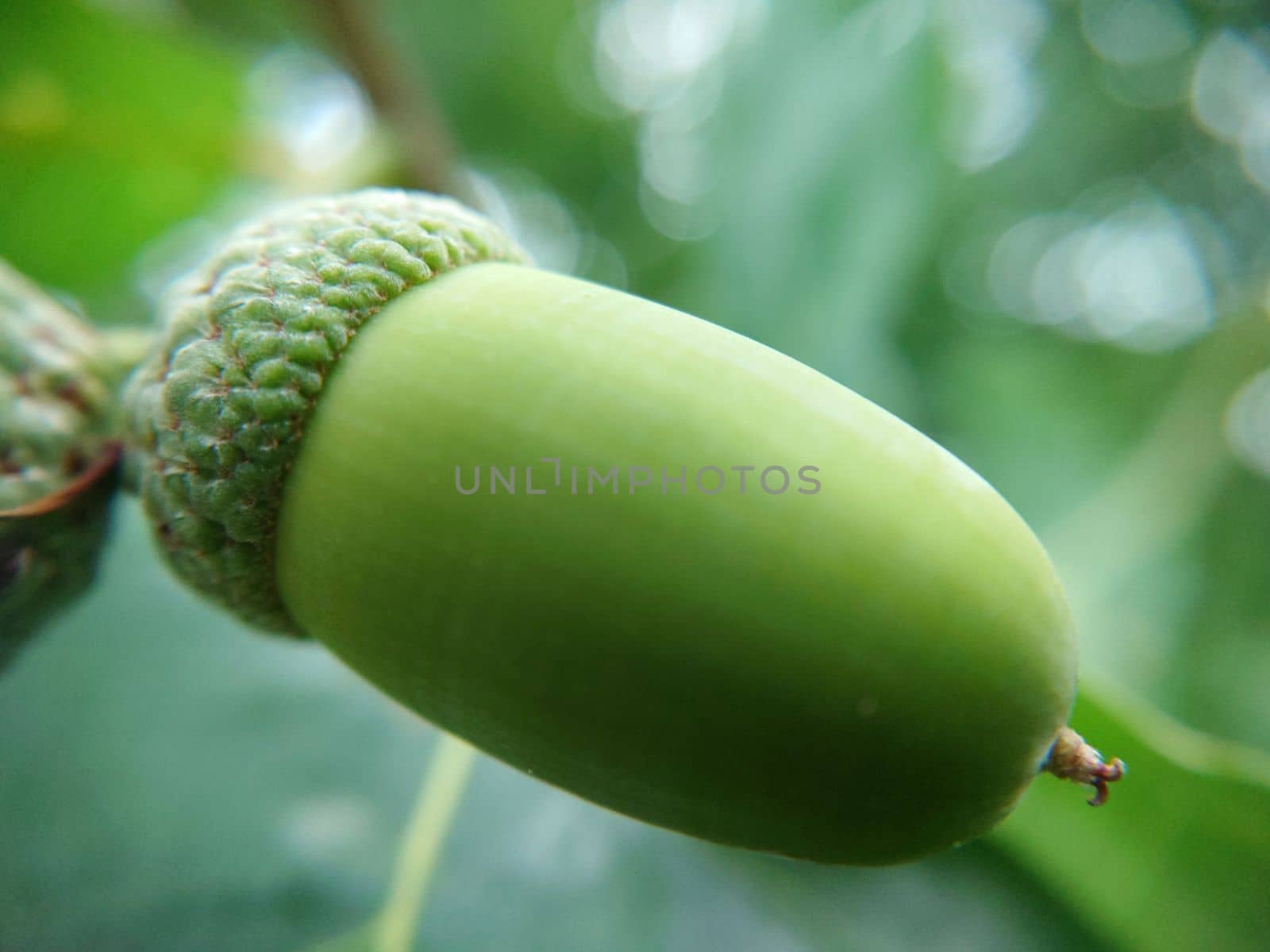 A large green oak acorn hanging outdoors in close-up.Macrophotography.Texture or background.Selective focus.