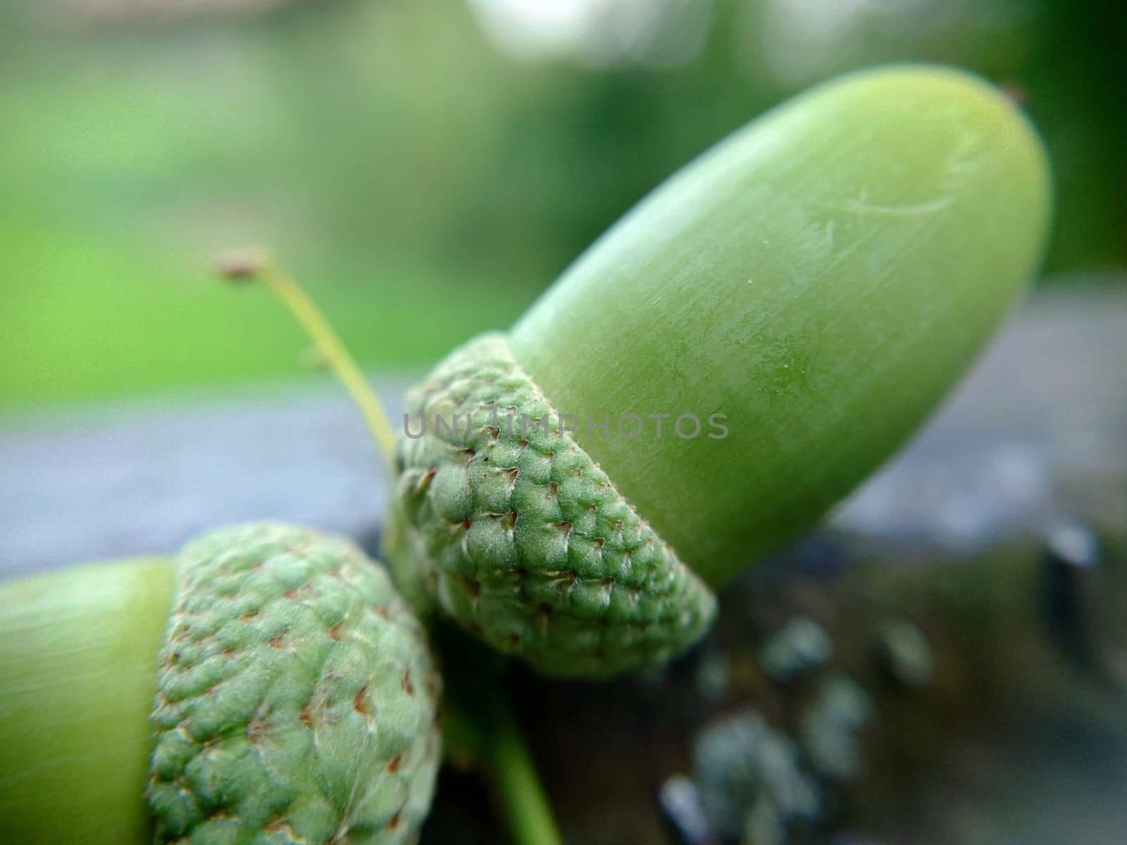 Two oak green acorns on a branch selective focus close-up.Macrophotography.Texture or background.Selective focus.Vertical.